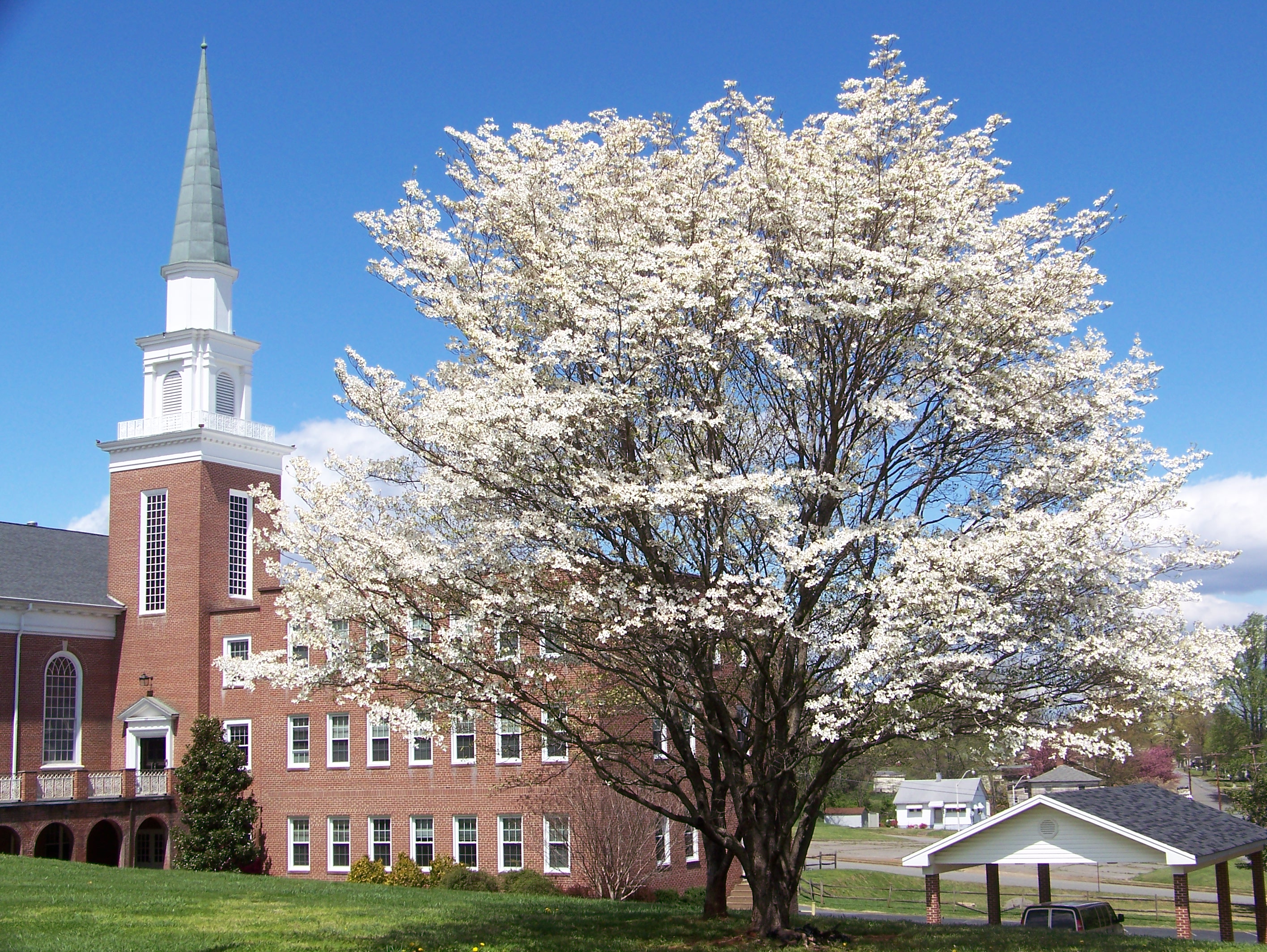 Spring Dogwood in Bloom