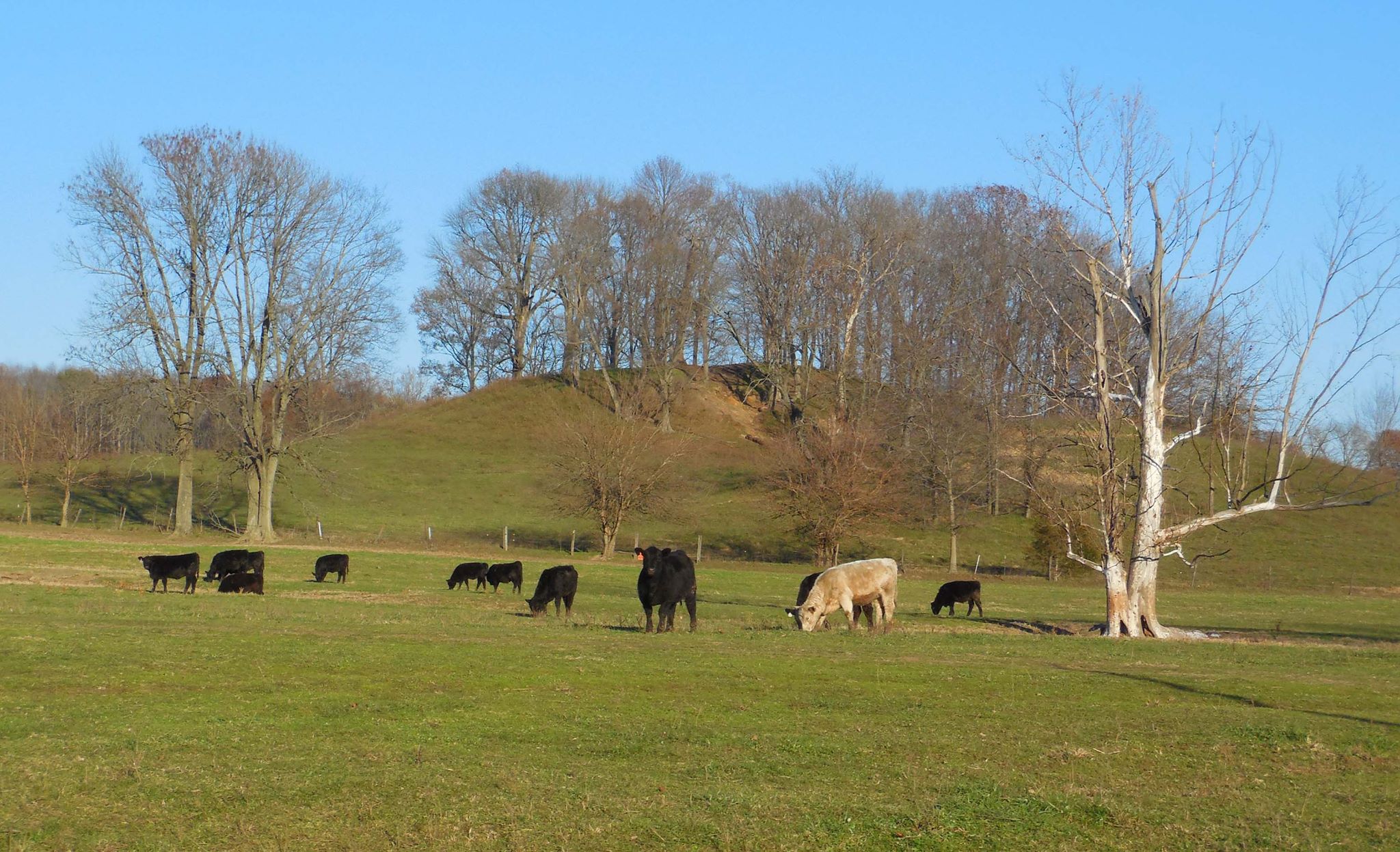 Cattle graze peacefully on Cramertown Loop.