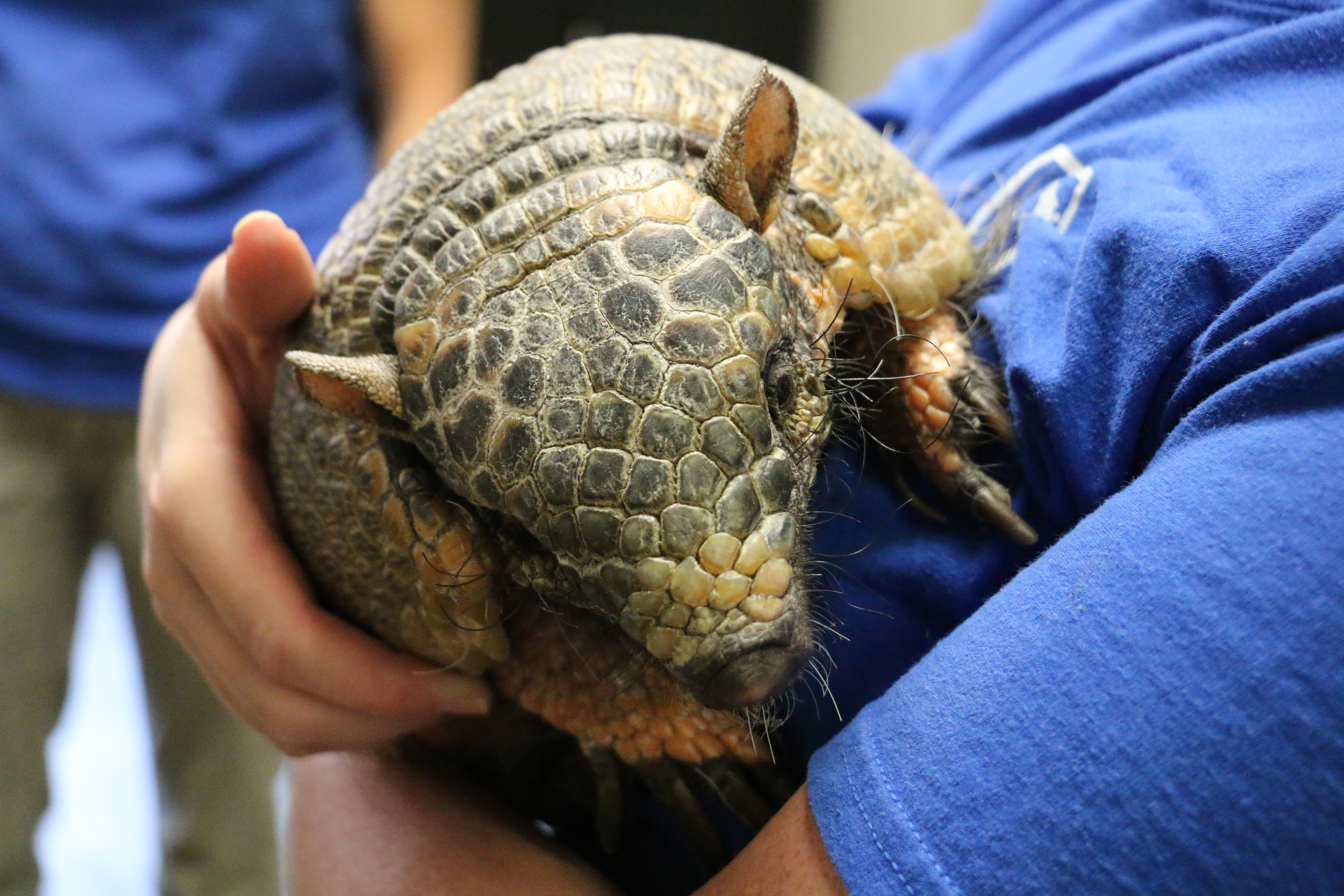 Armadillo Zoo