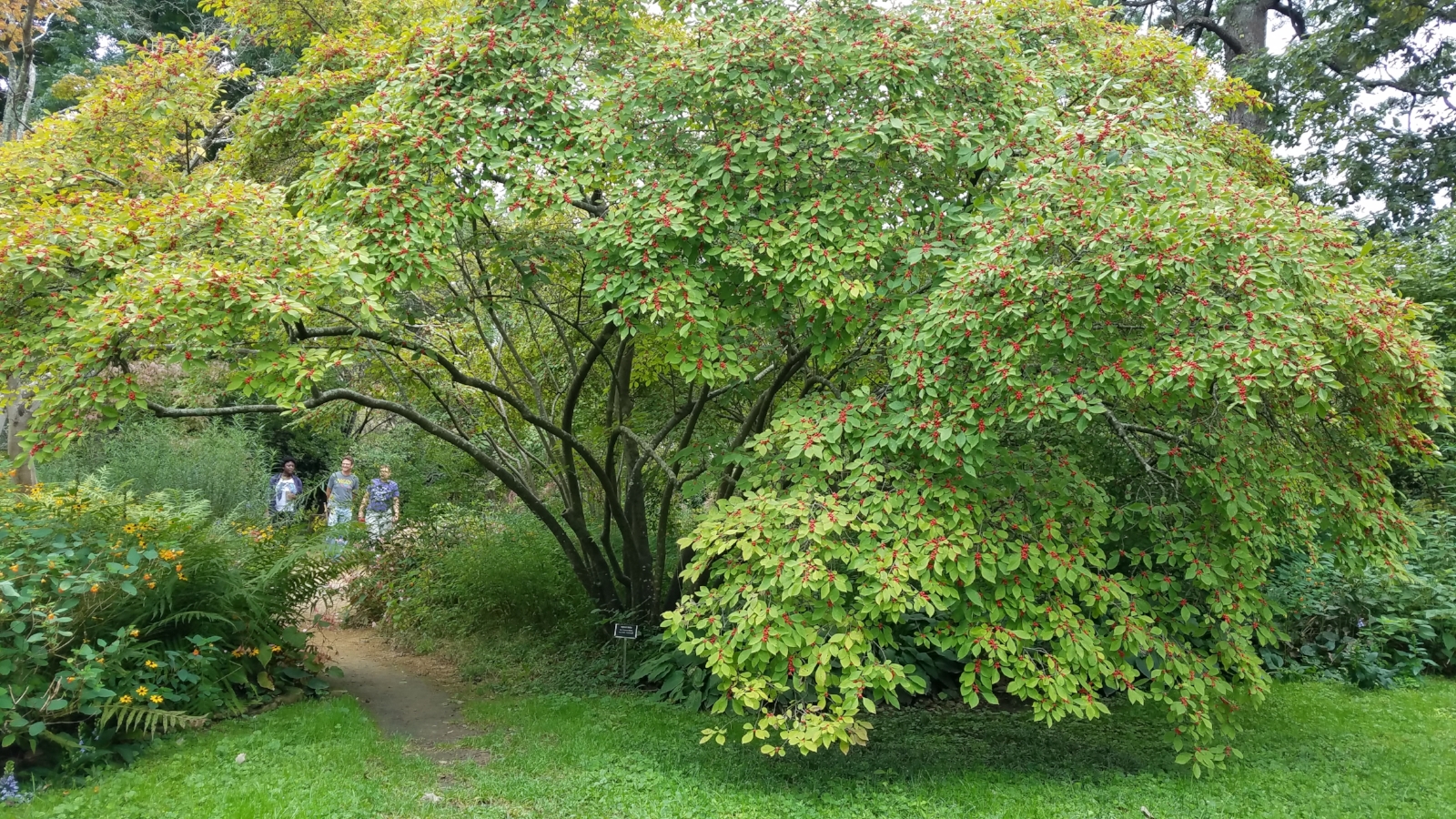 Copy of Coker Arboretum