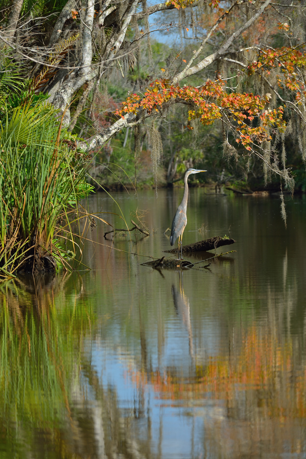 Birdwatching blog