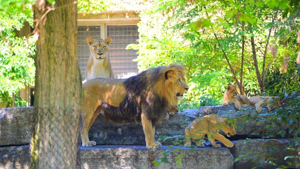 Buffalo Zoo - Lions