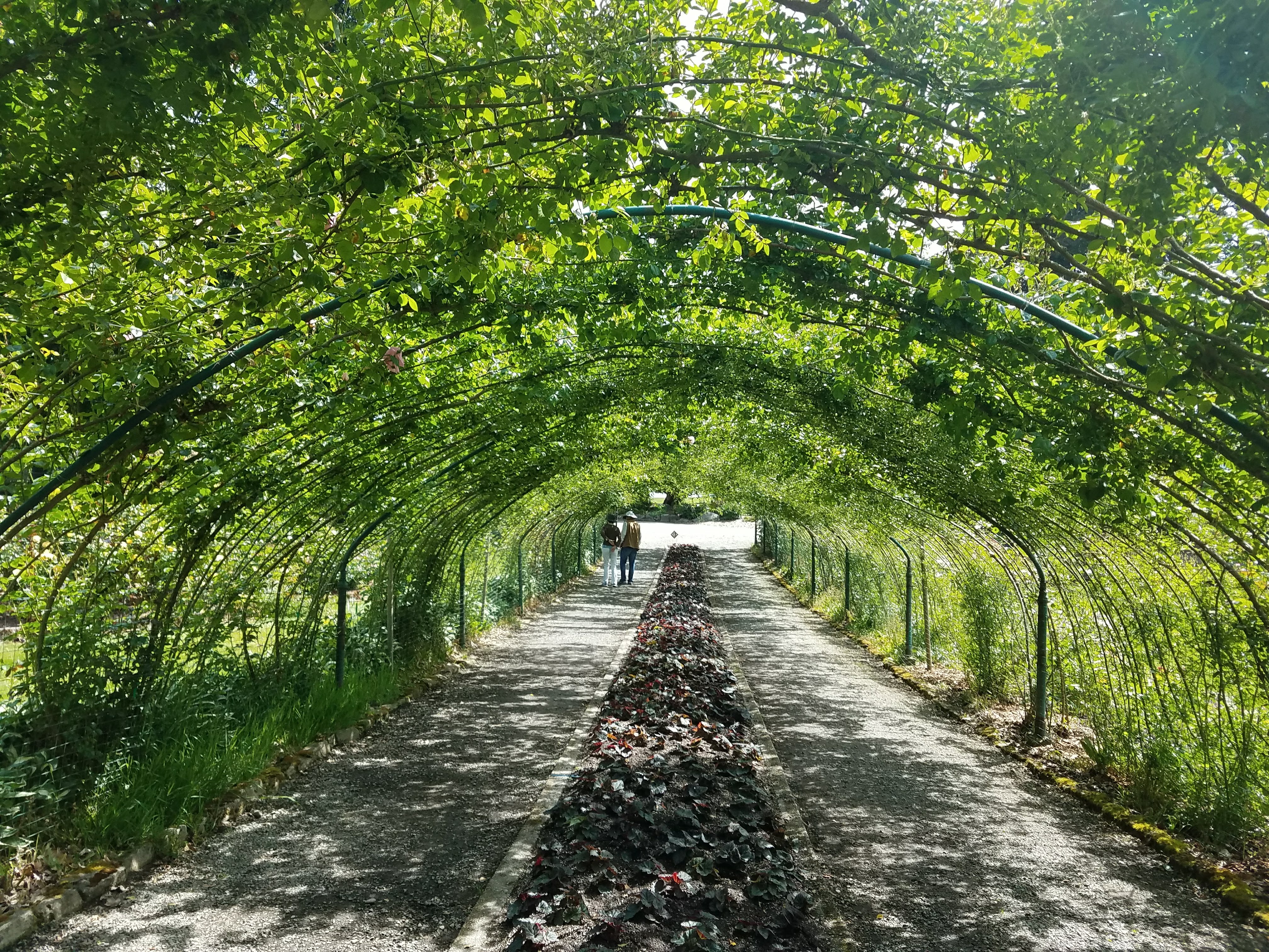 Point Defiance Park Rose Garden