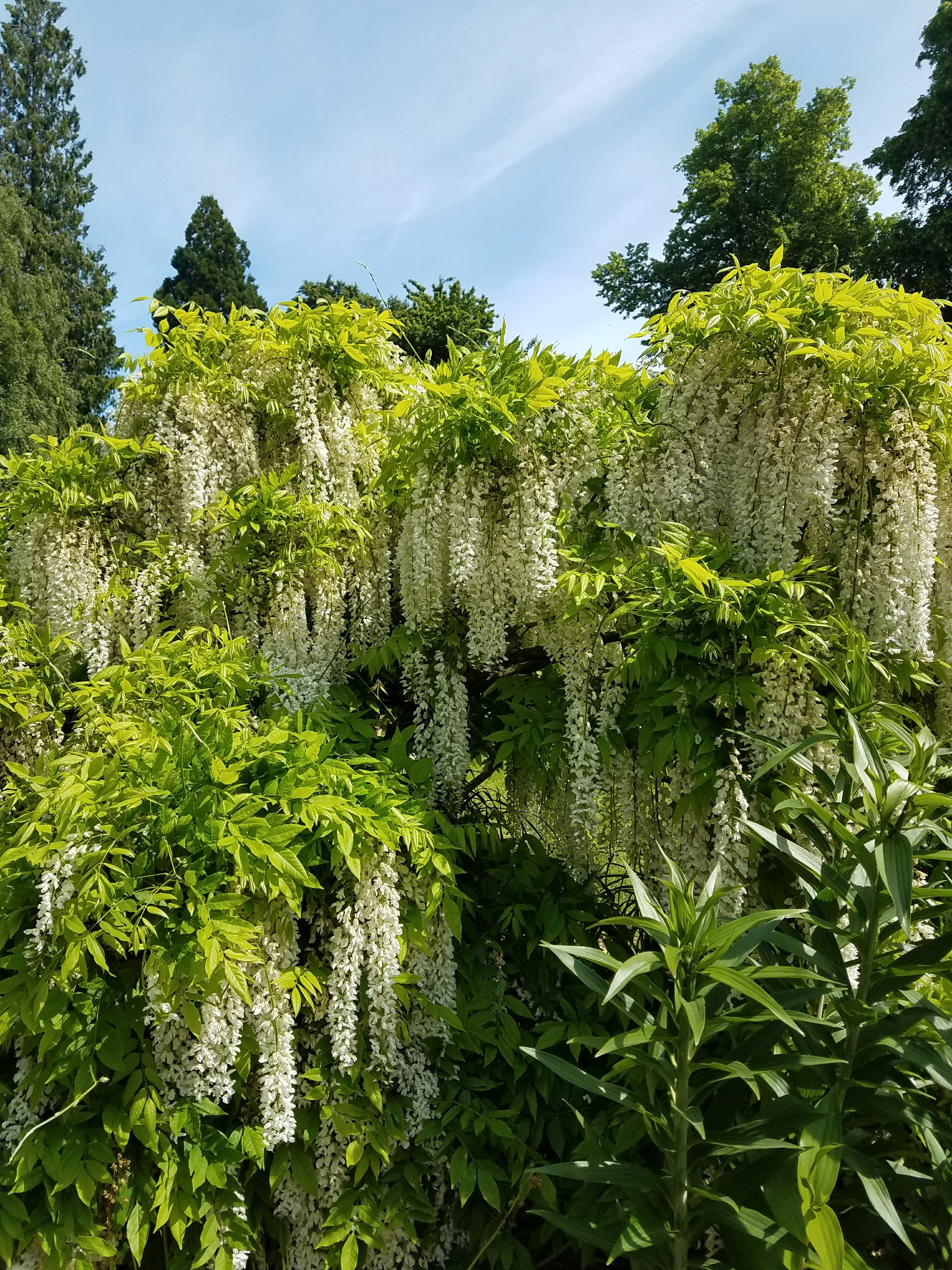 Point Defiance Fuchsia Garden