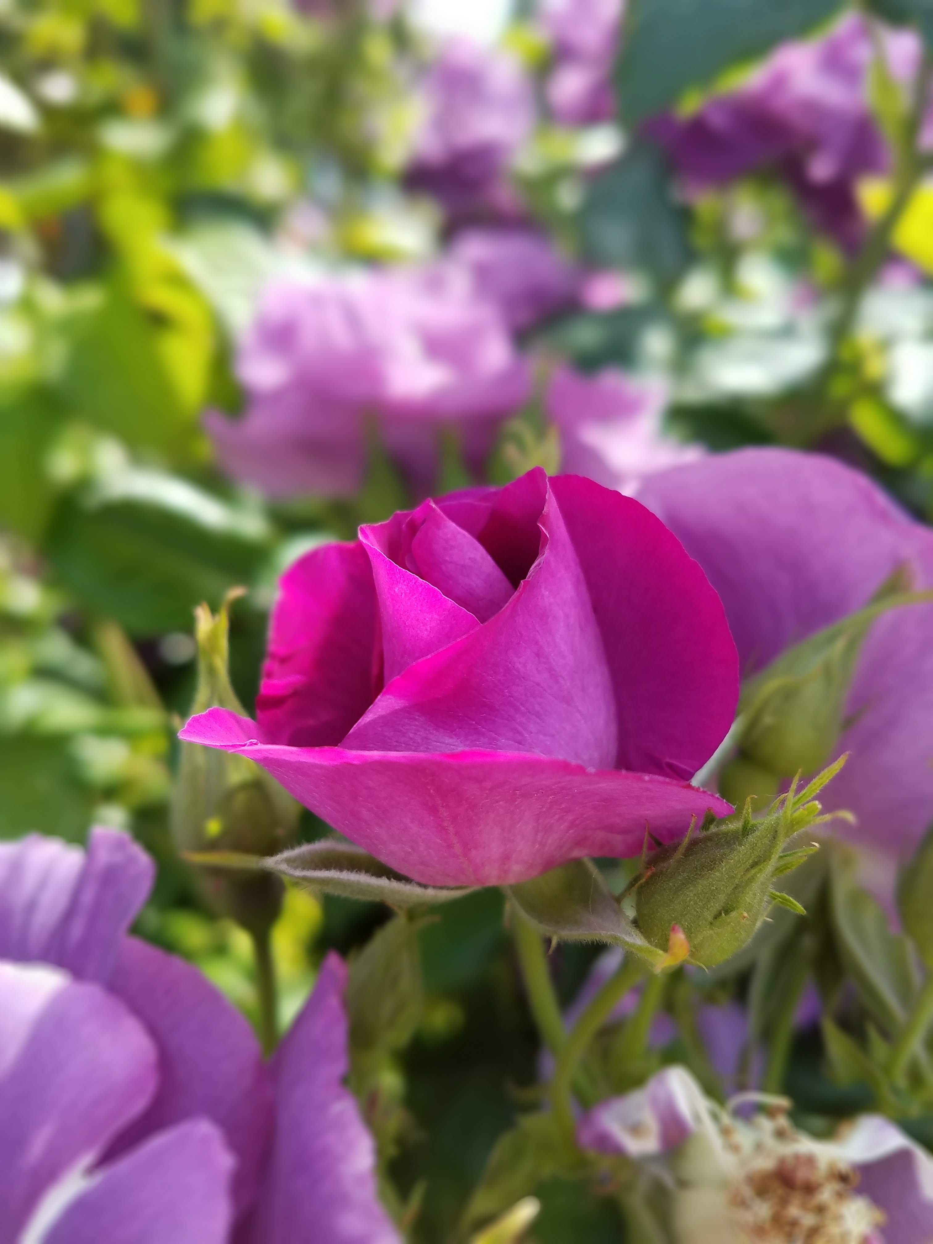 Point Defiance Park Rose Garden