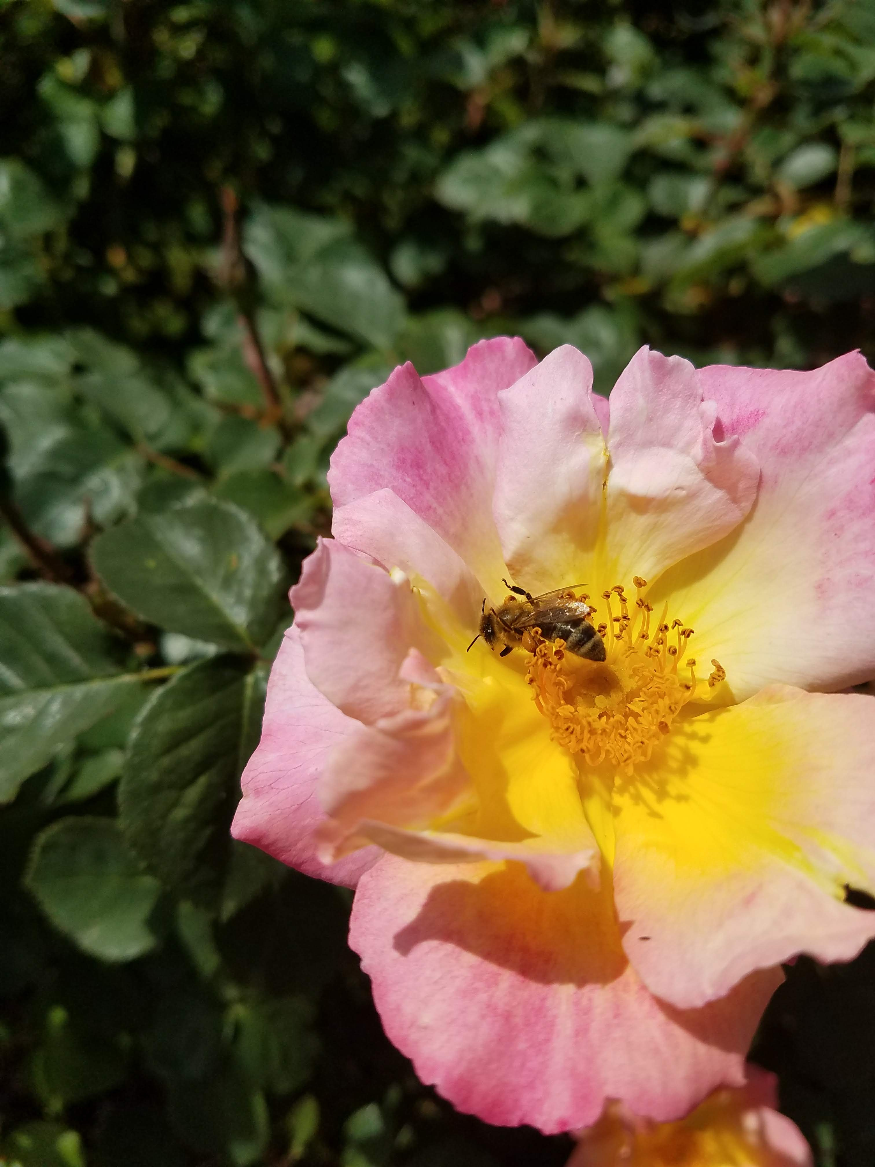 Point Defiance Park Rose Garden