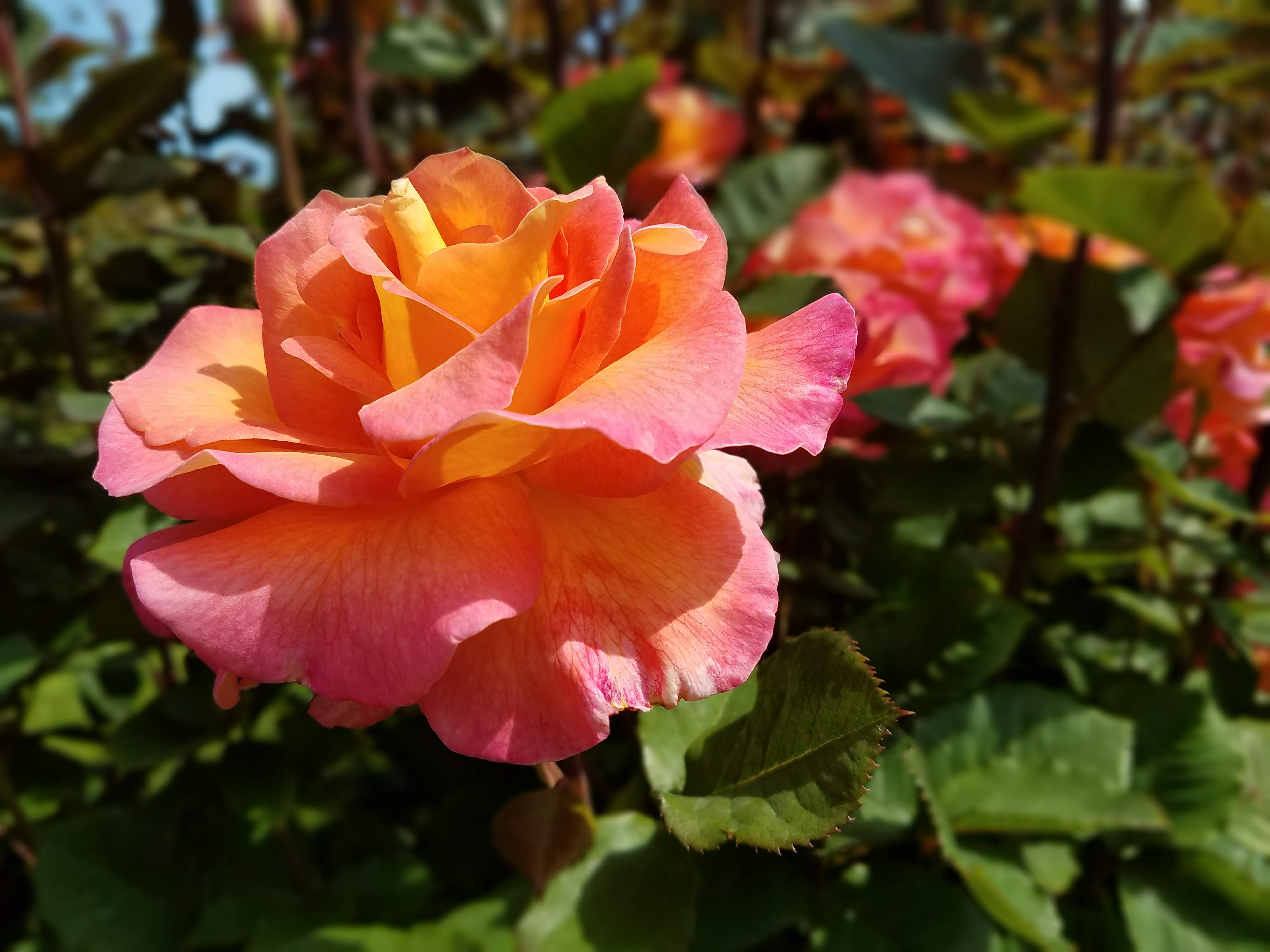 Point Defiance Park Rose Garden