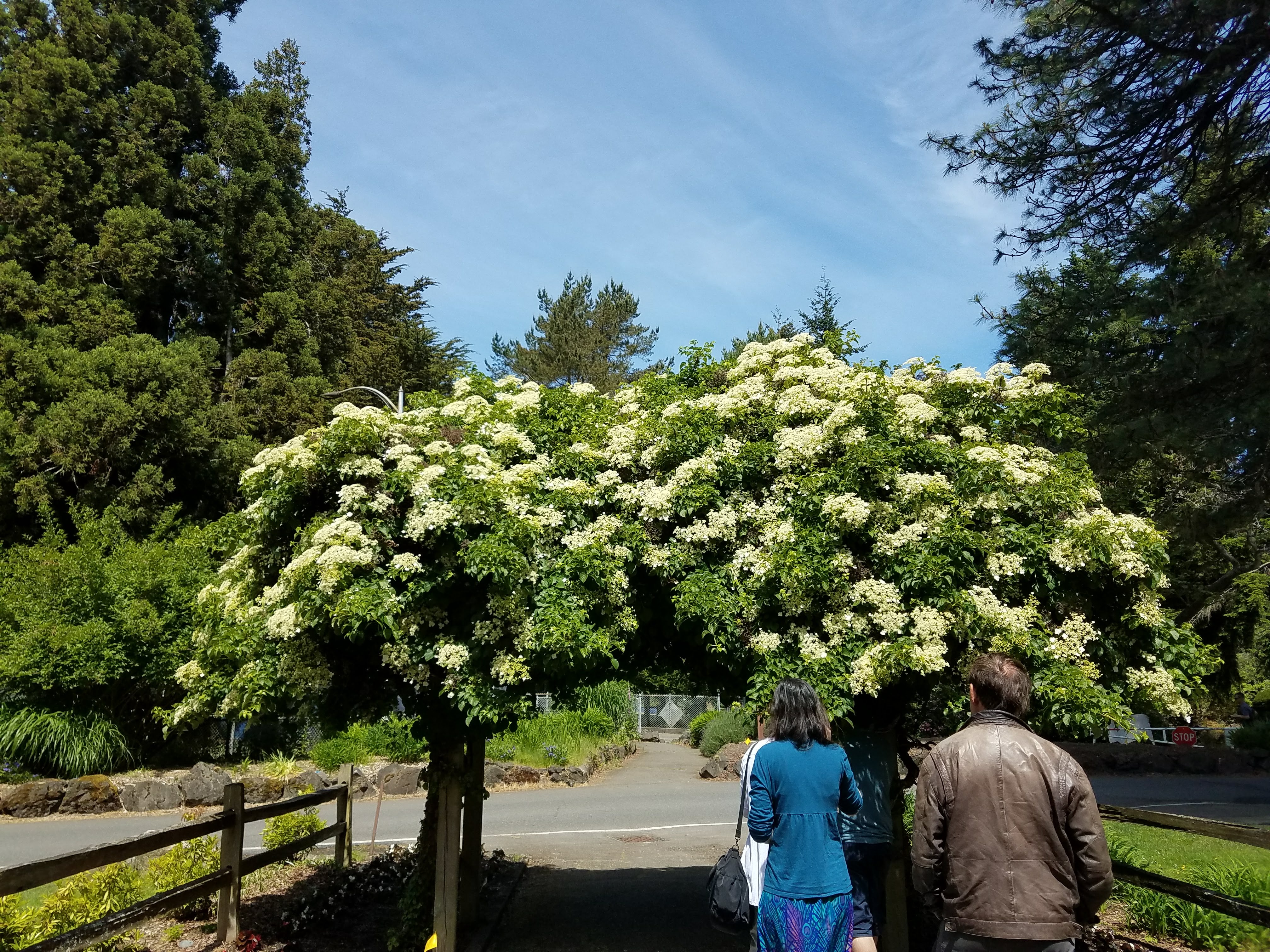 Point Defiance Park Rose Garden