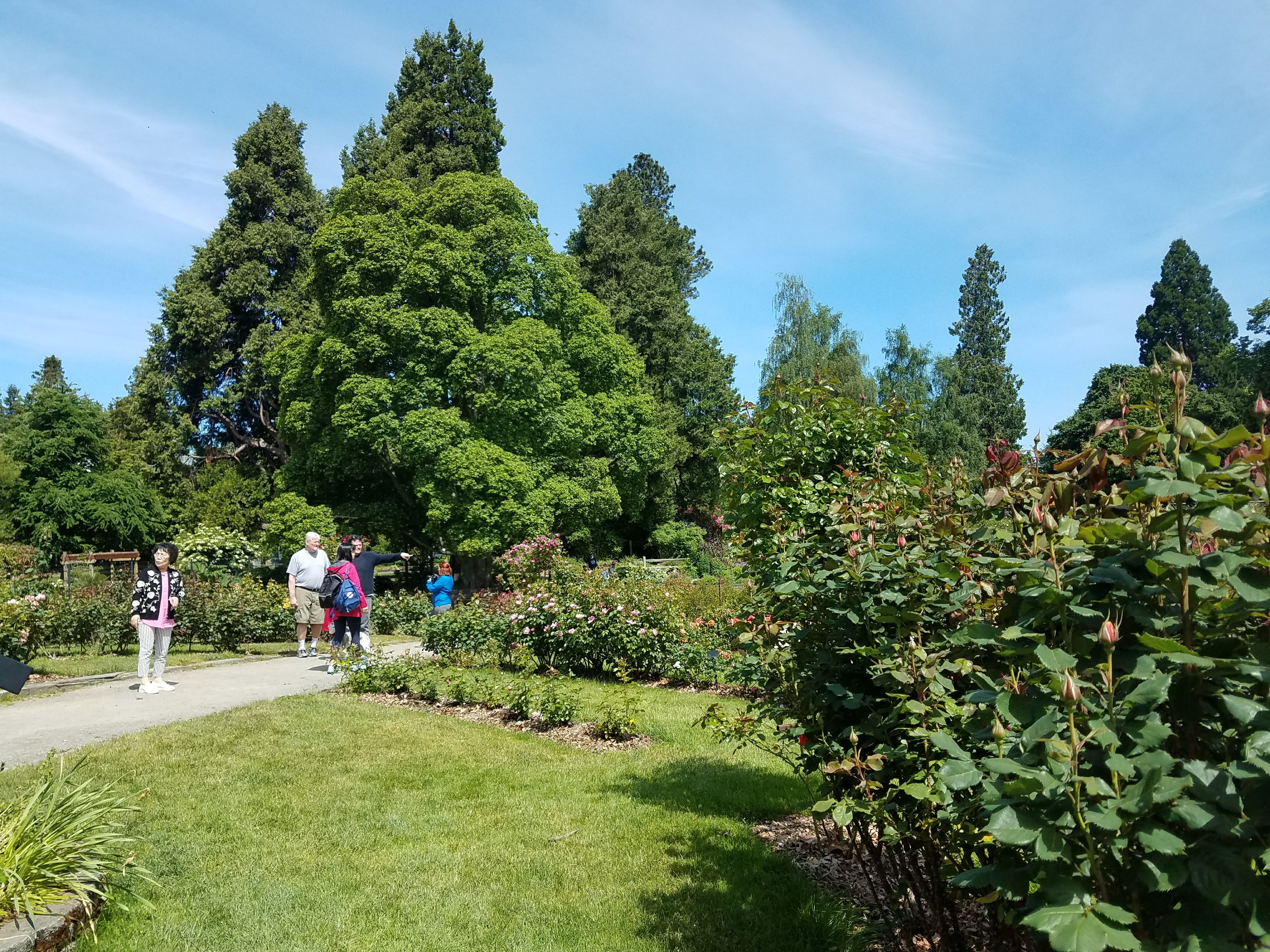 Point Defiance Park Rose Garden