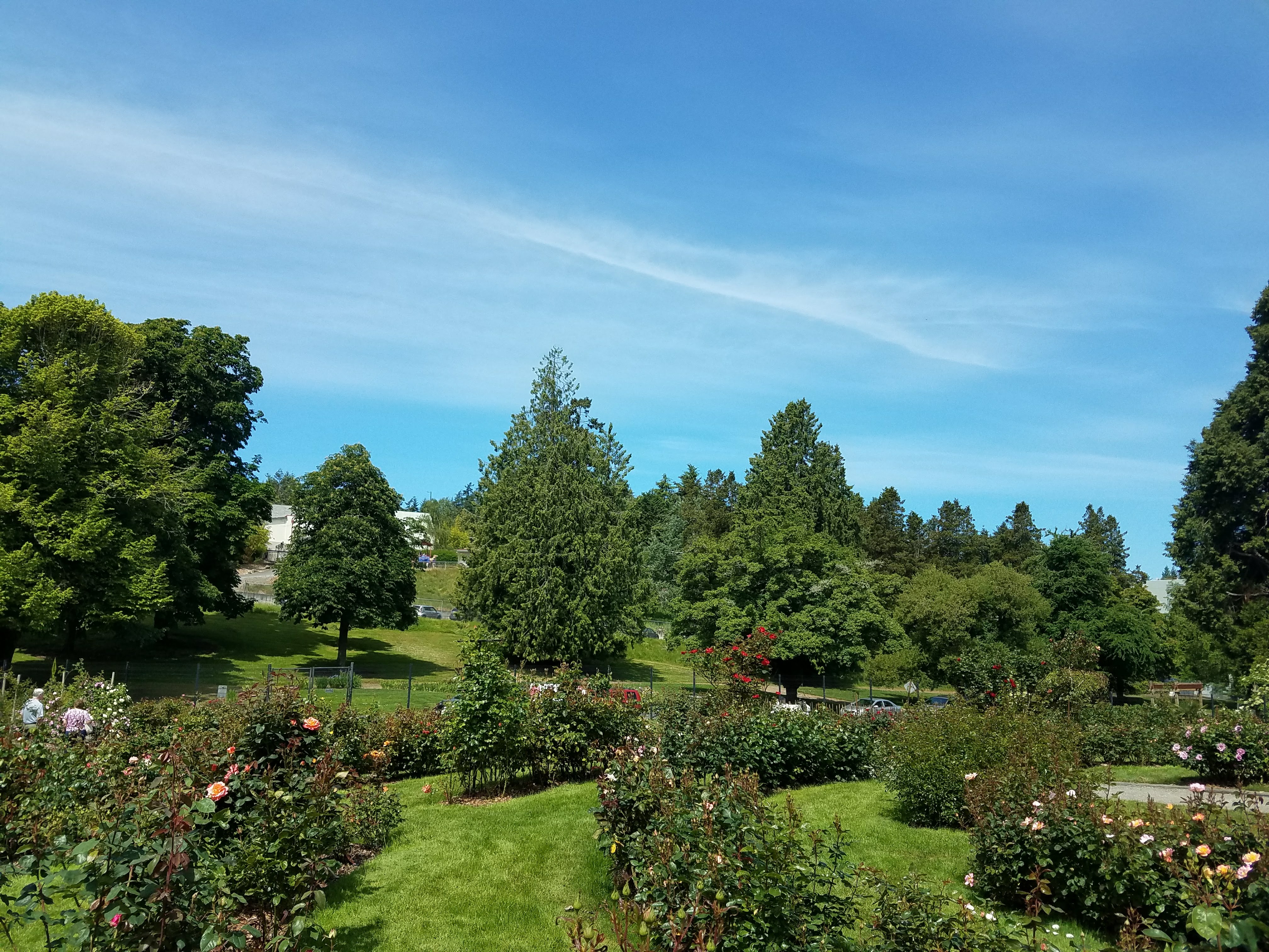 Point Defiance Park Rose Garden