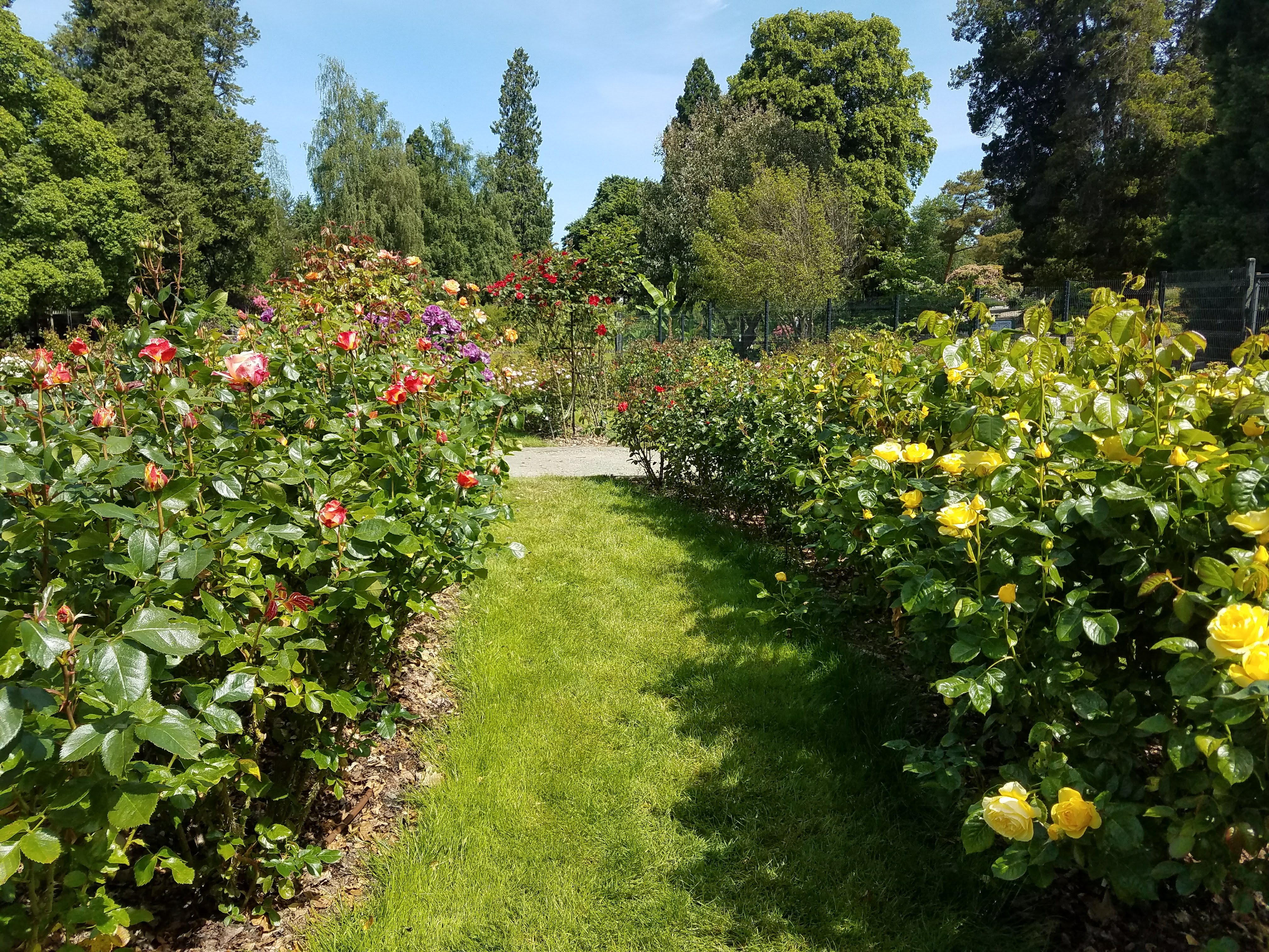 Point Defiance Park Rose Garden