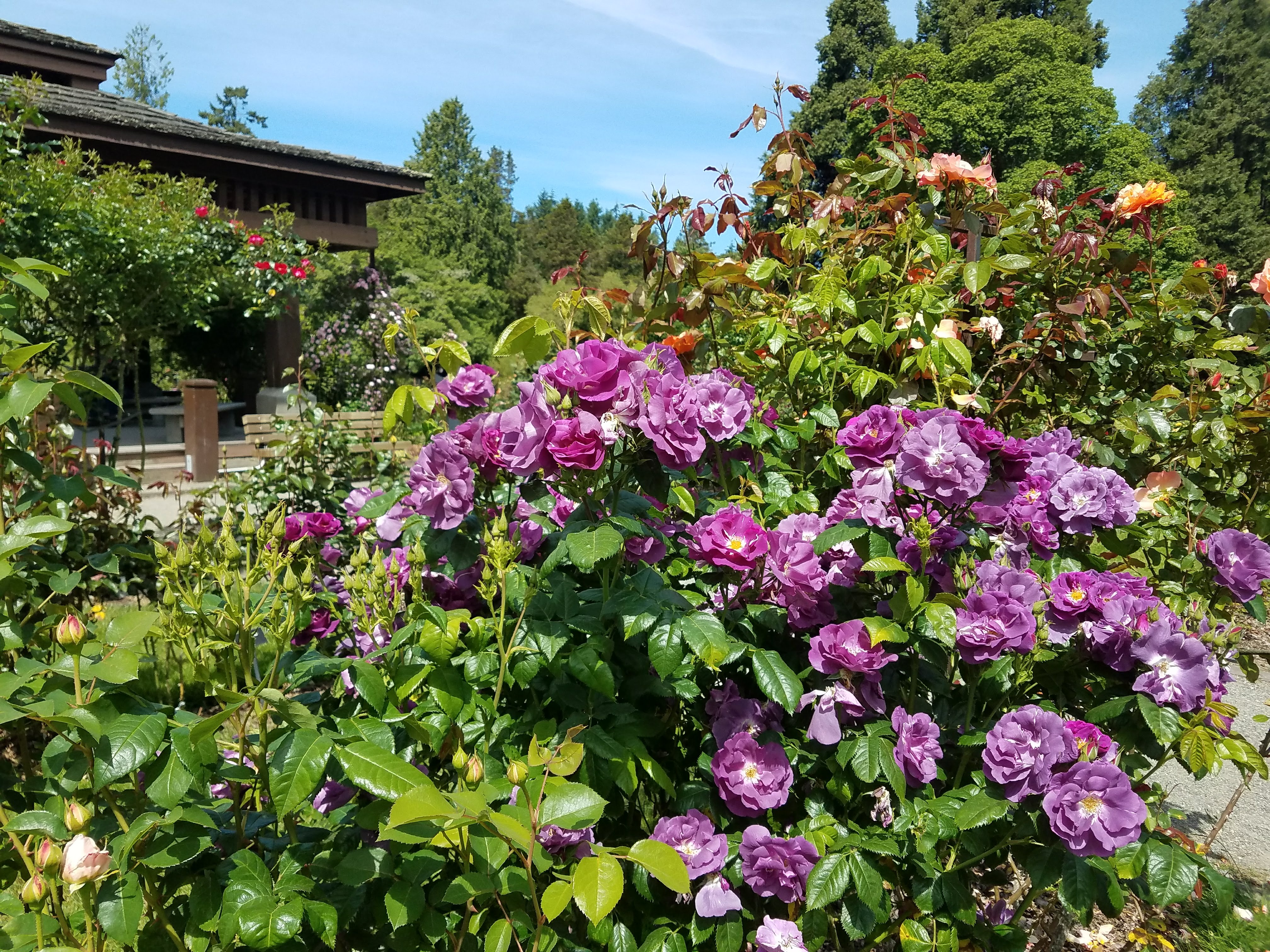 Point Defiance Park Rose Garden