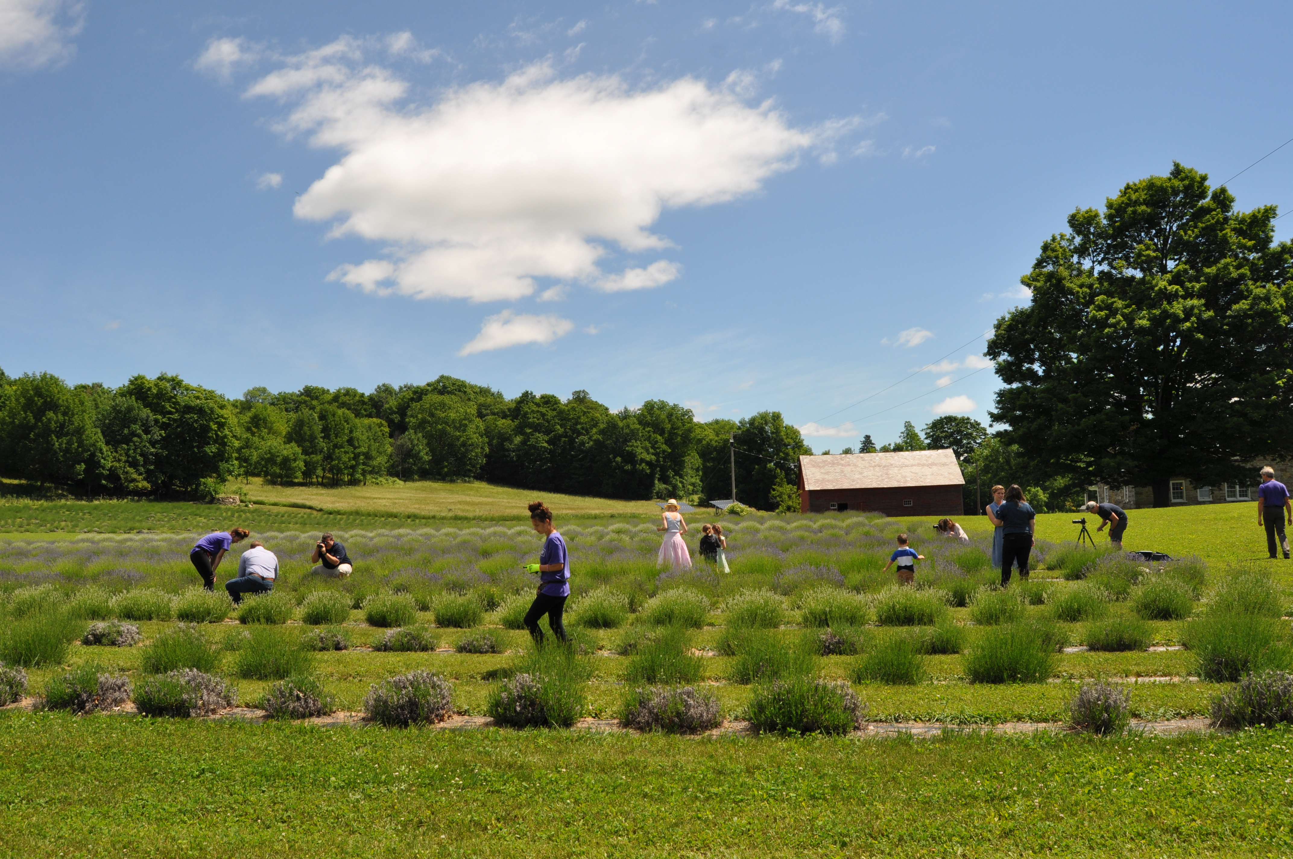 Several people cutting lavender in the rows at Lavenlair Farm