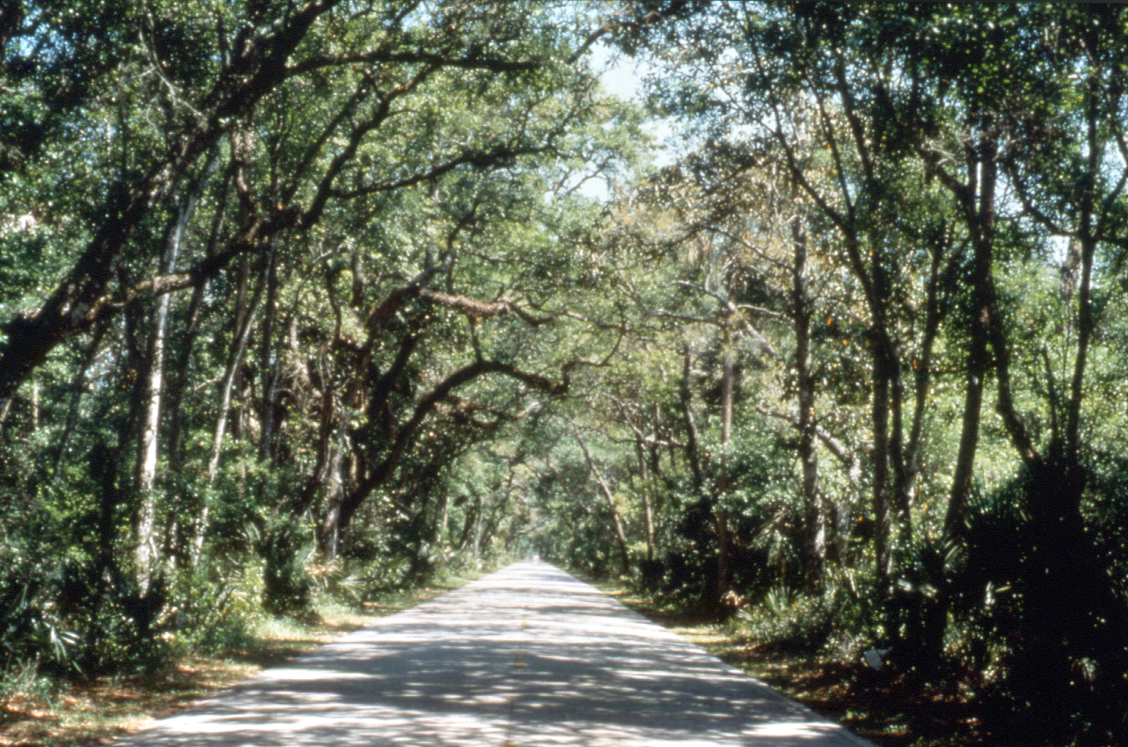 Tomoka State Park Campground Loop Blog