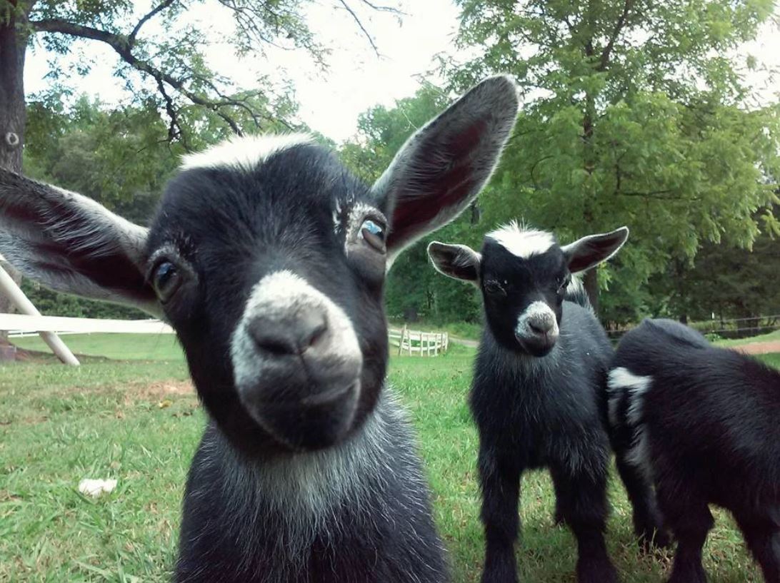 Goats at Spring Haven Farm