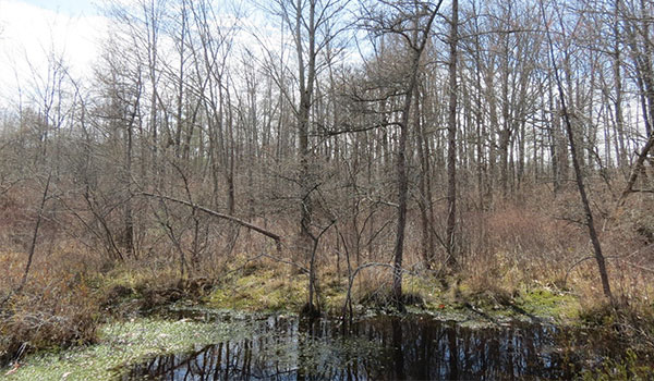 Michael Nichols Pinhook Bog covered with moss