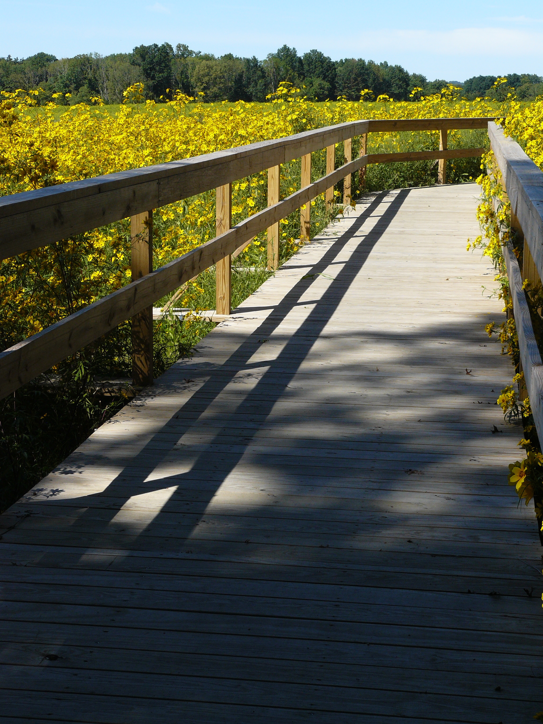 Mercer Meadows blooming flowers on wood path and rail