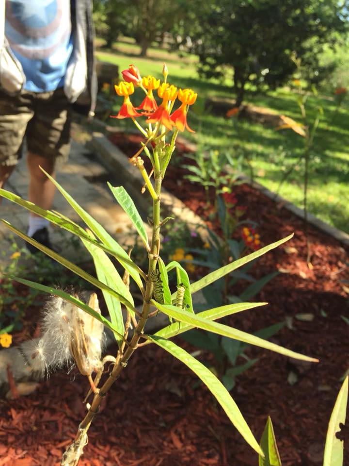 Acadian Village Monarch Butterfly