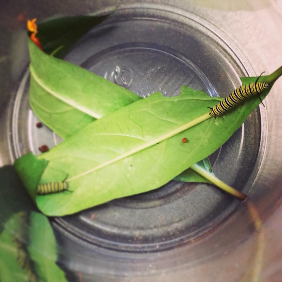 Acadian Village Monarch Butterfly