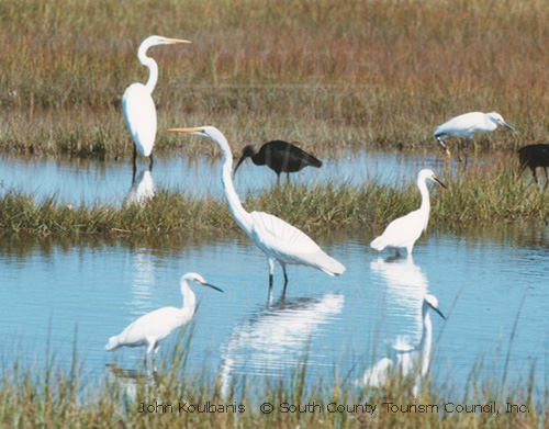 Water birds