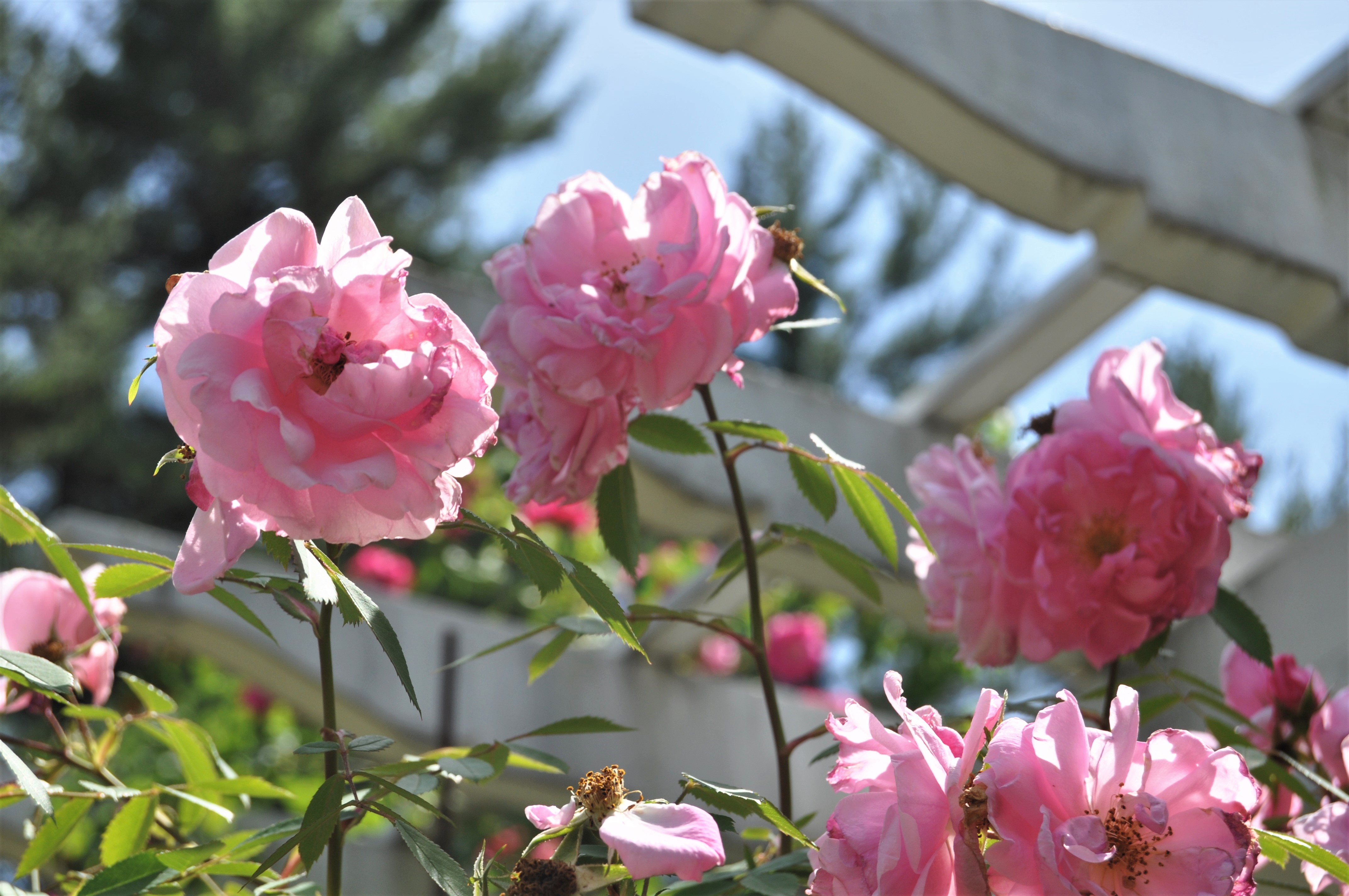 Pink roses at the top of the pergola at Yaddo Gardens
