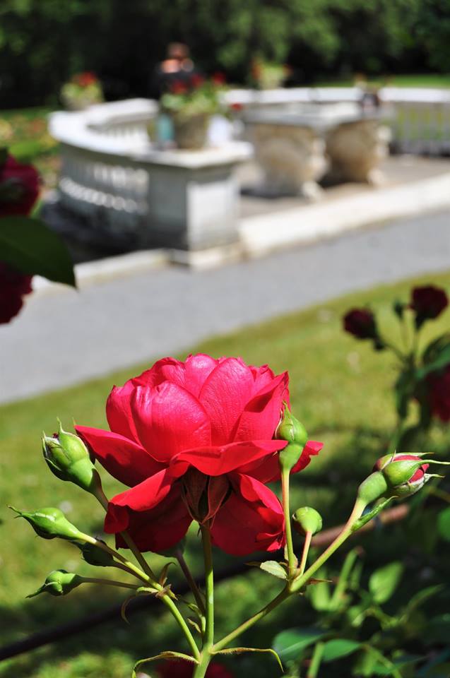 Rose by the pergola with overlook in the background at Yaddo Gardens