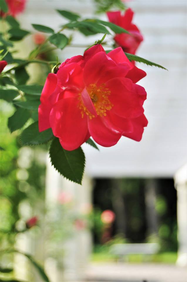 Rose with blurred pergola in the background at Yaddo Gardens