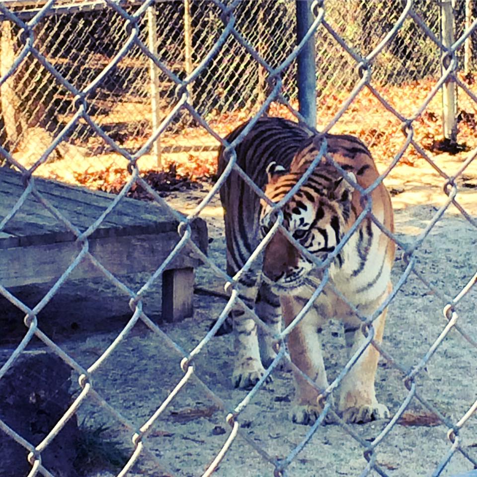 Tigers for Tomorrow