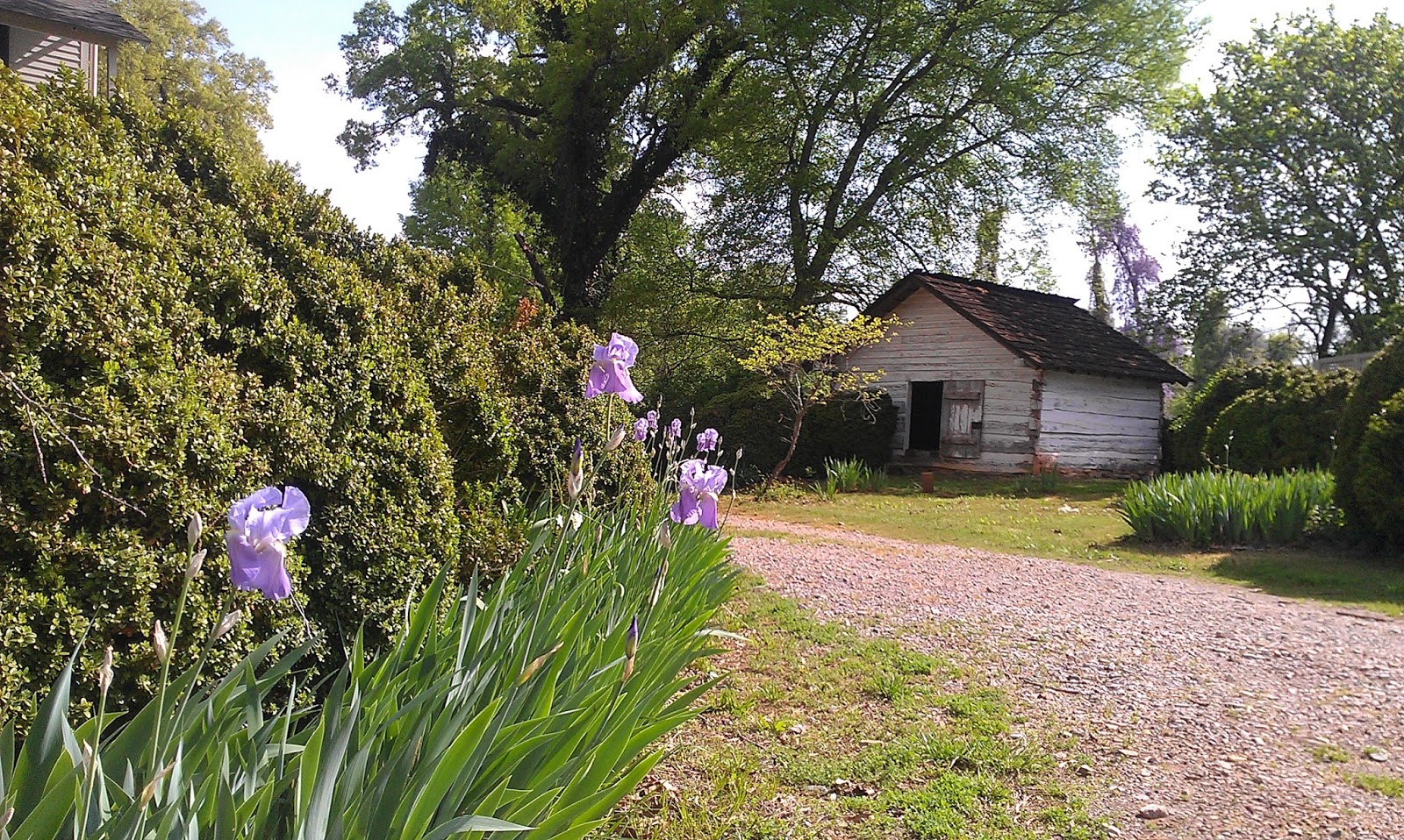 Pond Spring Iris