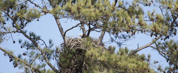 Guntersville State Park