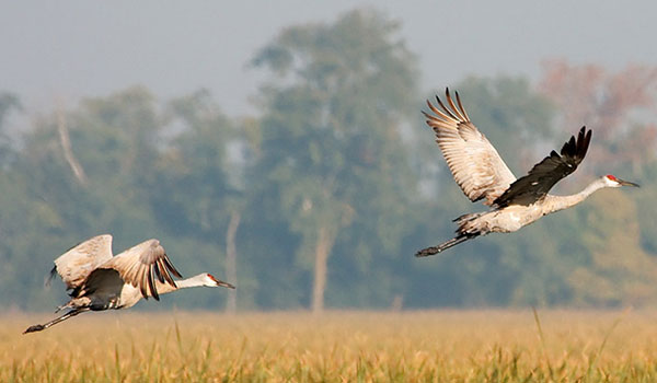 Sandhill Cranes flying in Northwest Indiana