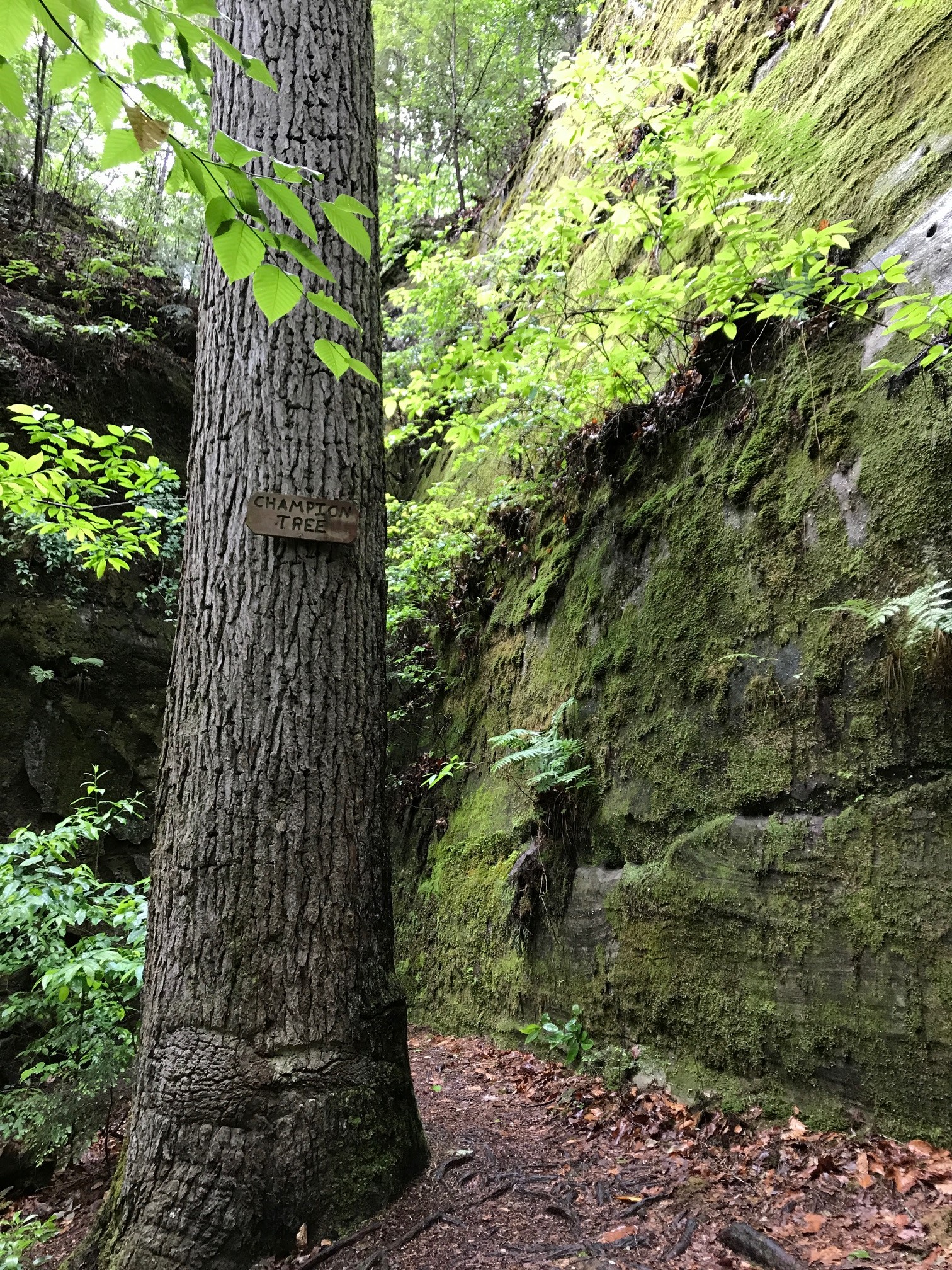 Carley’s Adventures: Dismals Canyon