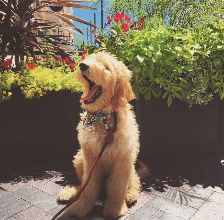 Dublin Market Dog