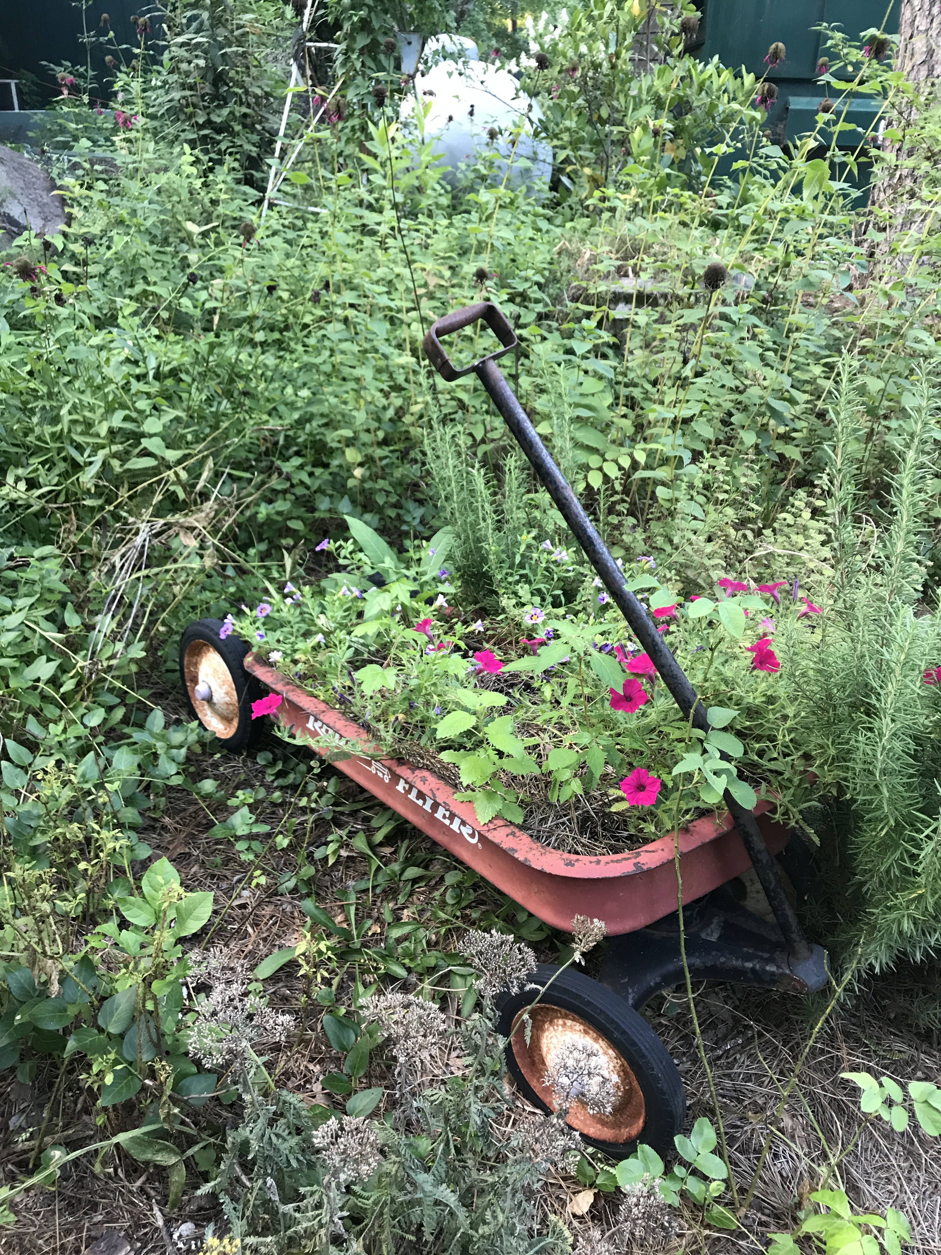 Carley’s Adventures: Wildflower Cafe