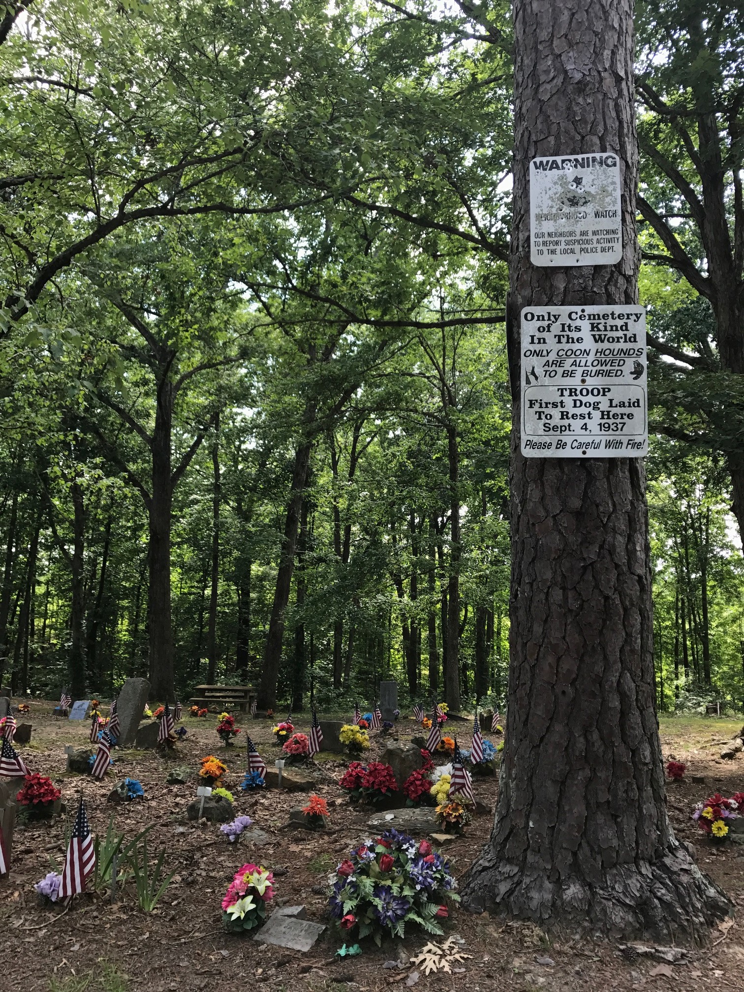 Carley’s Adventures: Coon Dog Cemetery