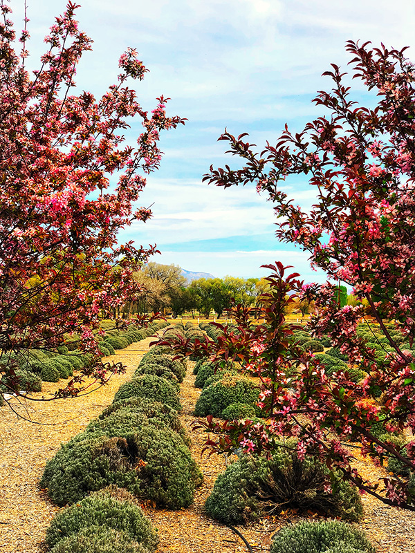 poblanos lavender field