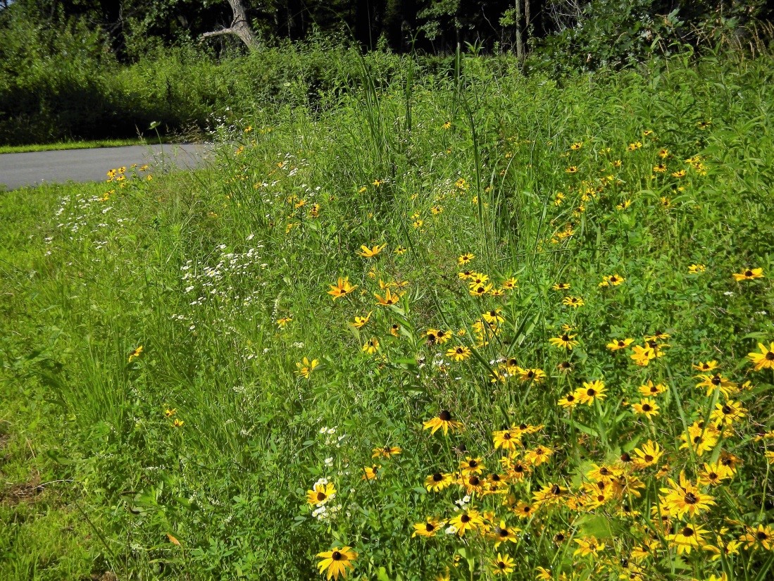 Oak Savannah Trail flowers along bike path