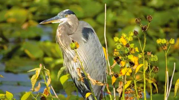 Montezuma National Wildlife Refuge