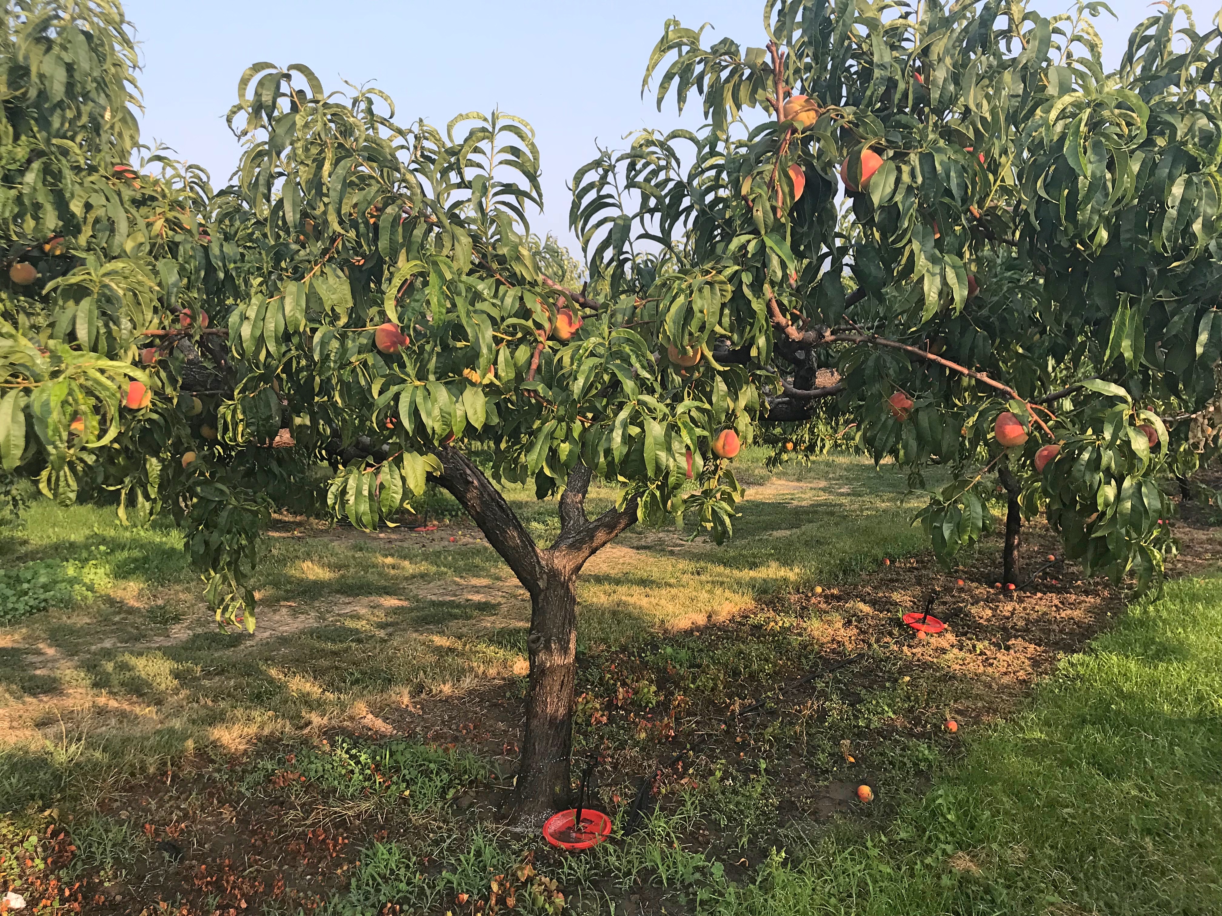 Peach Trees