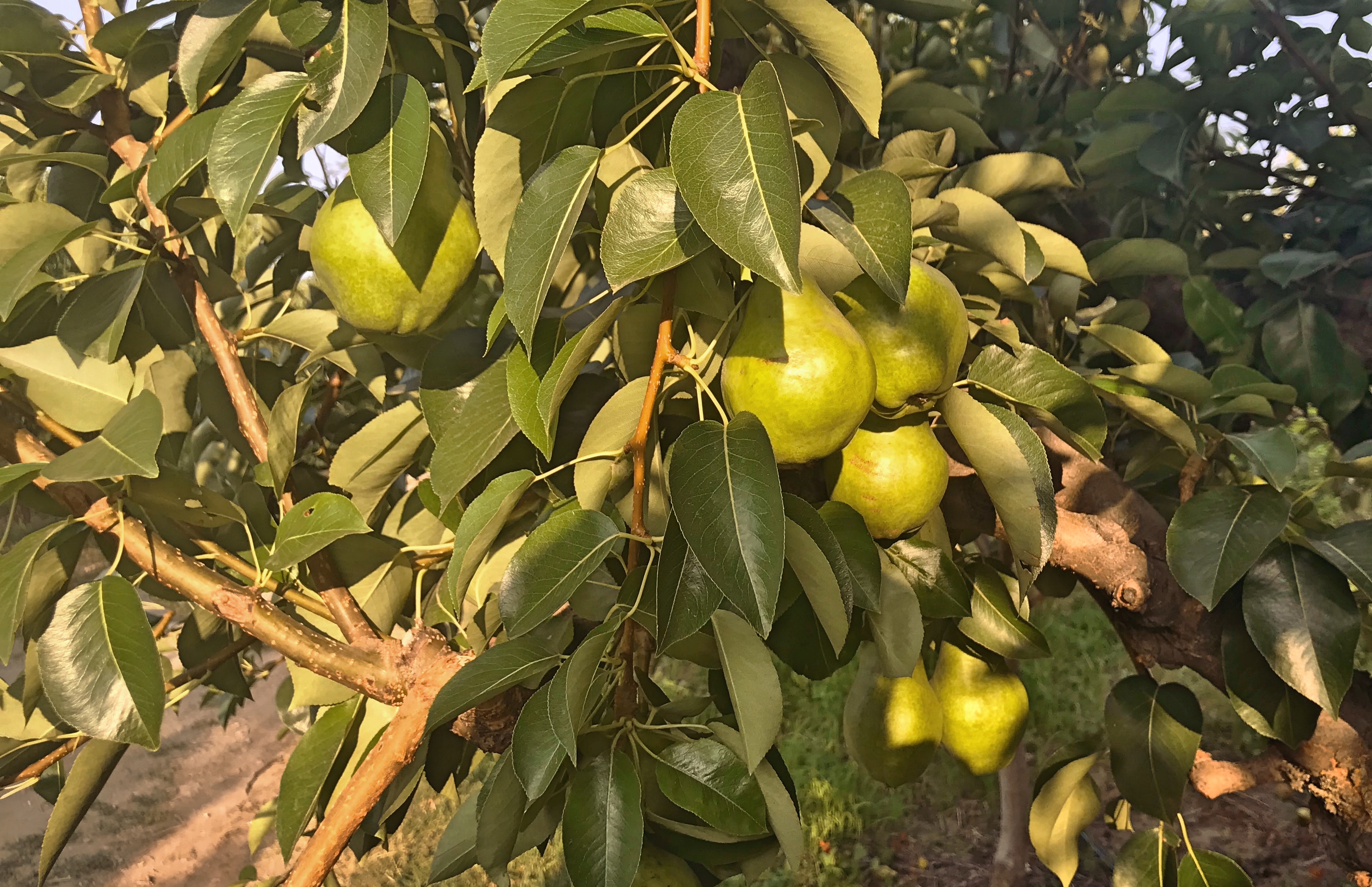 Pears on Tree