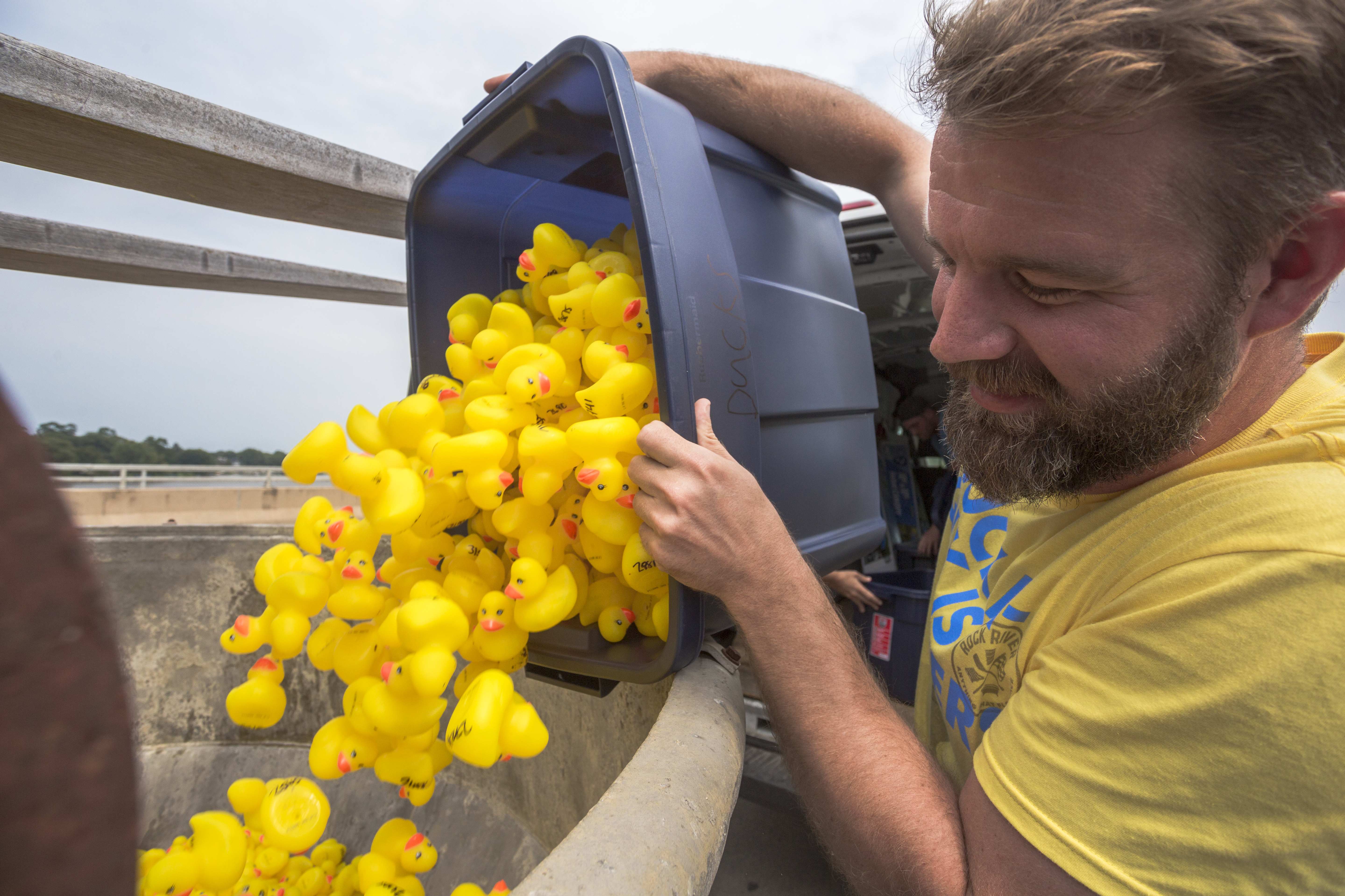 pouringducks