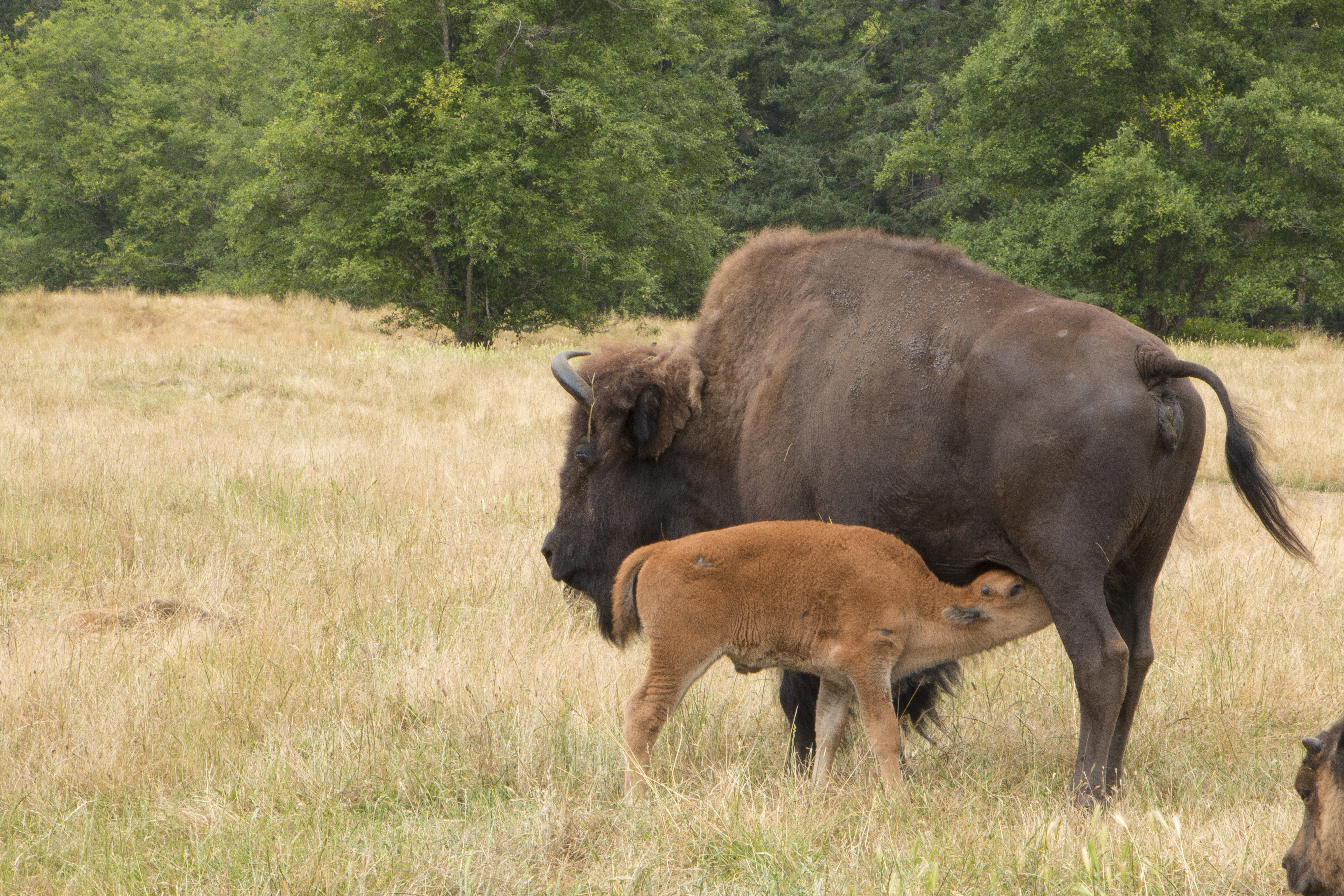 Keeper Adventure tour at Northwest Trek Wildlife Park