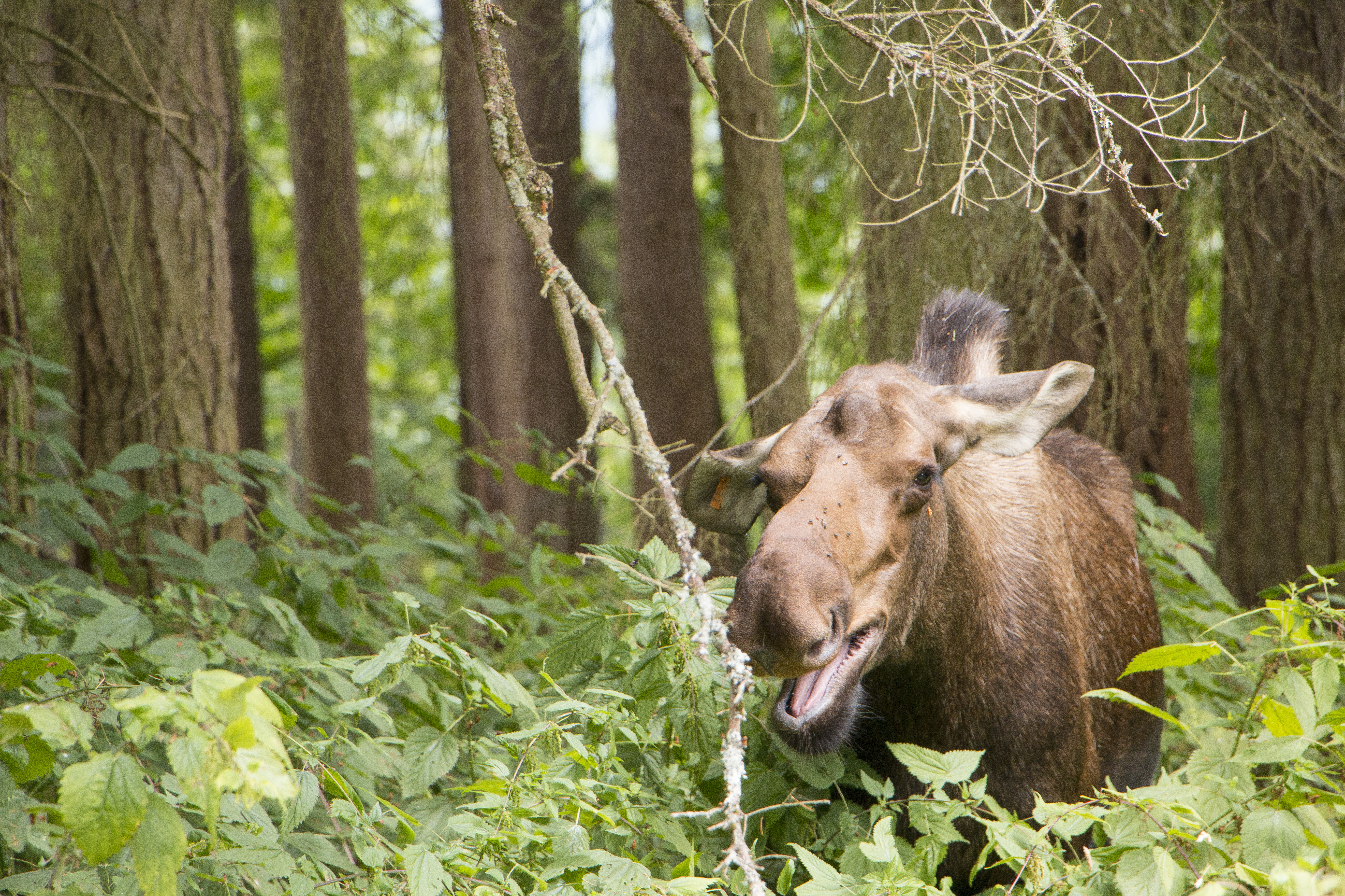 Keeper Adventure tour at Northwest Trek Wildlife Park