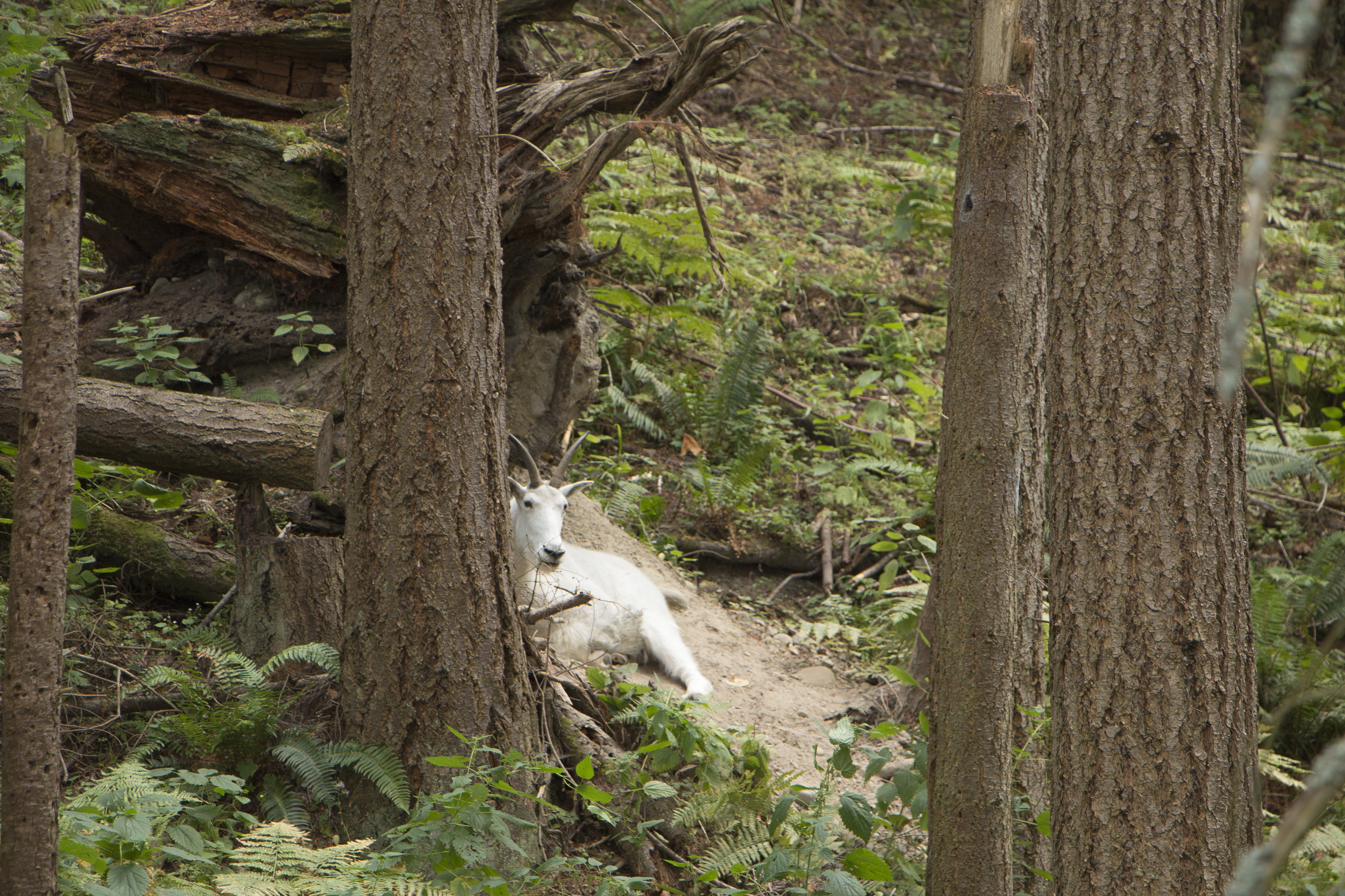 Keeper Adventure tour at Northwest Trek Wildlife Park