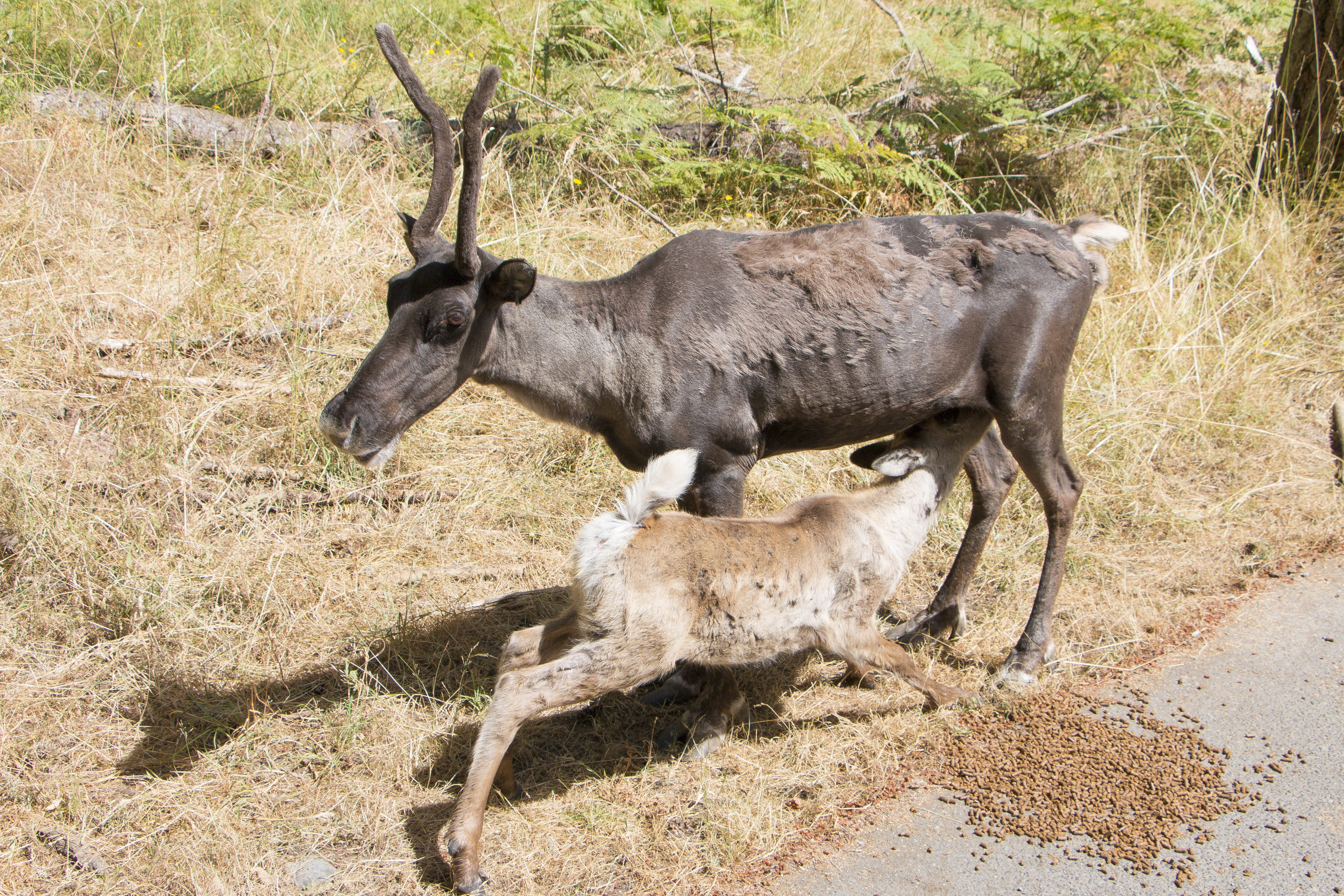Keeper Adventure tour at Northwest Trek Wildlife Park