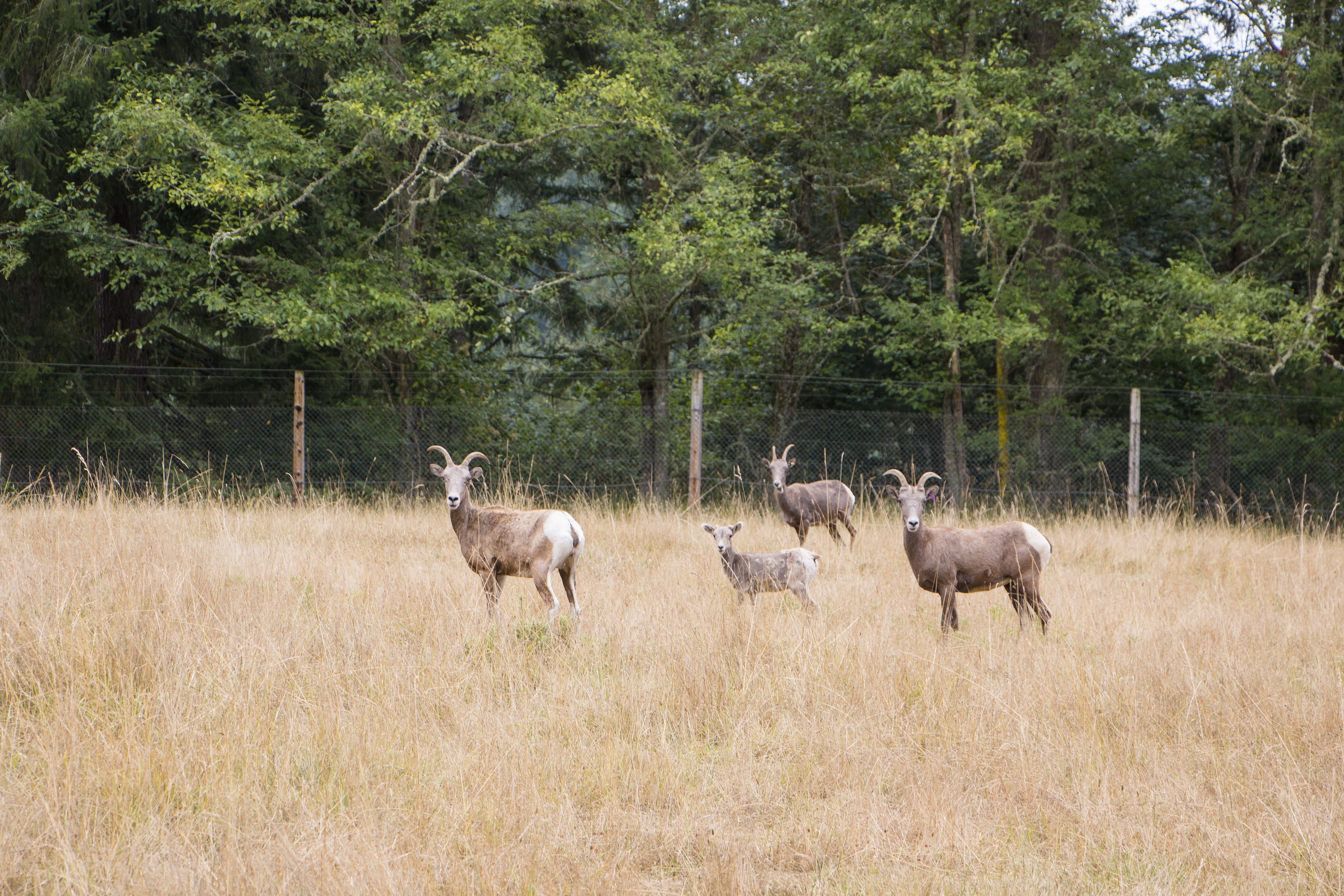 Keeper Adventure at Northwest Trek Wildlife Park