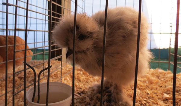 Jeanette Jaskula Silkey at Jasper County Fair