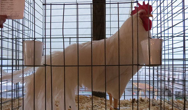 Jeanette Jaskula Rooster at Jasper County Fair