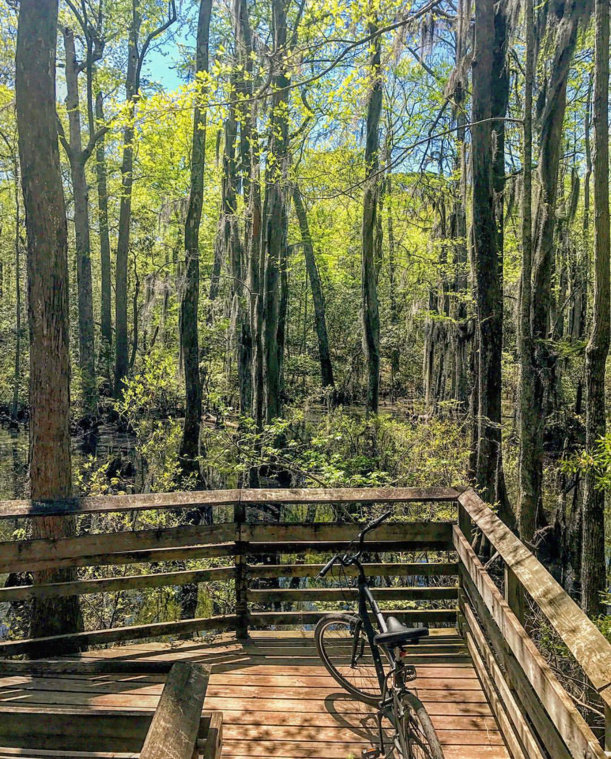 Bald Cypress Trail