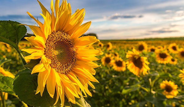 Sunflowers